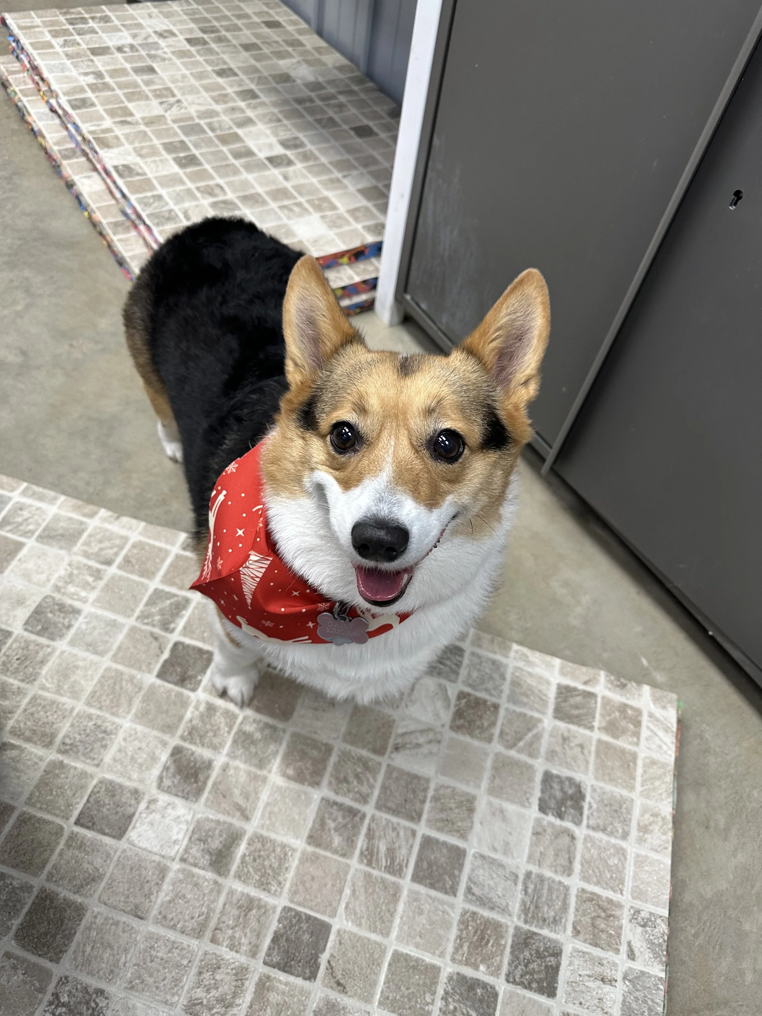 A happy corgi dog with a red bandana around its neck, standing on a tiled floor indoors, looking up at the camera.