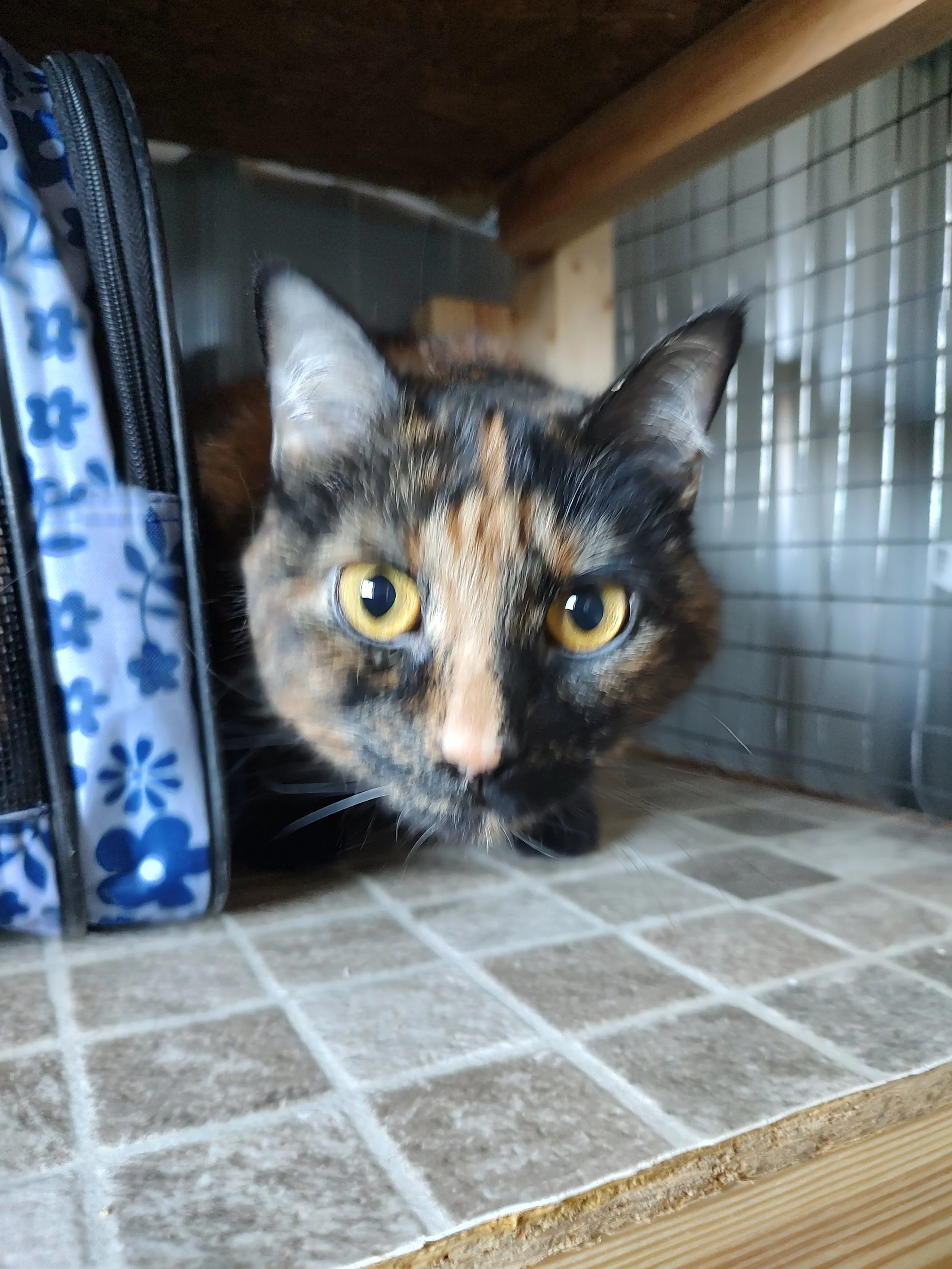 A calico cat hiding under a wooden shelf on a tiled floor, gazing forward with yellow eyes.