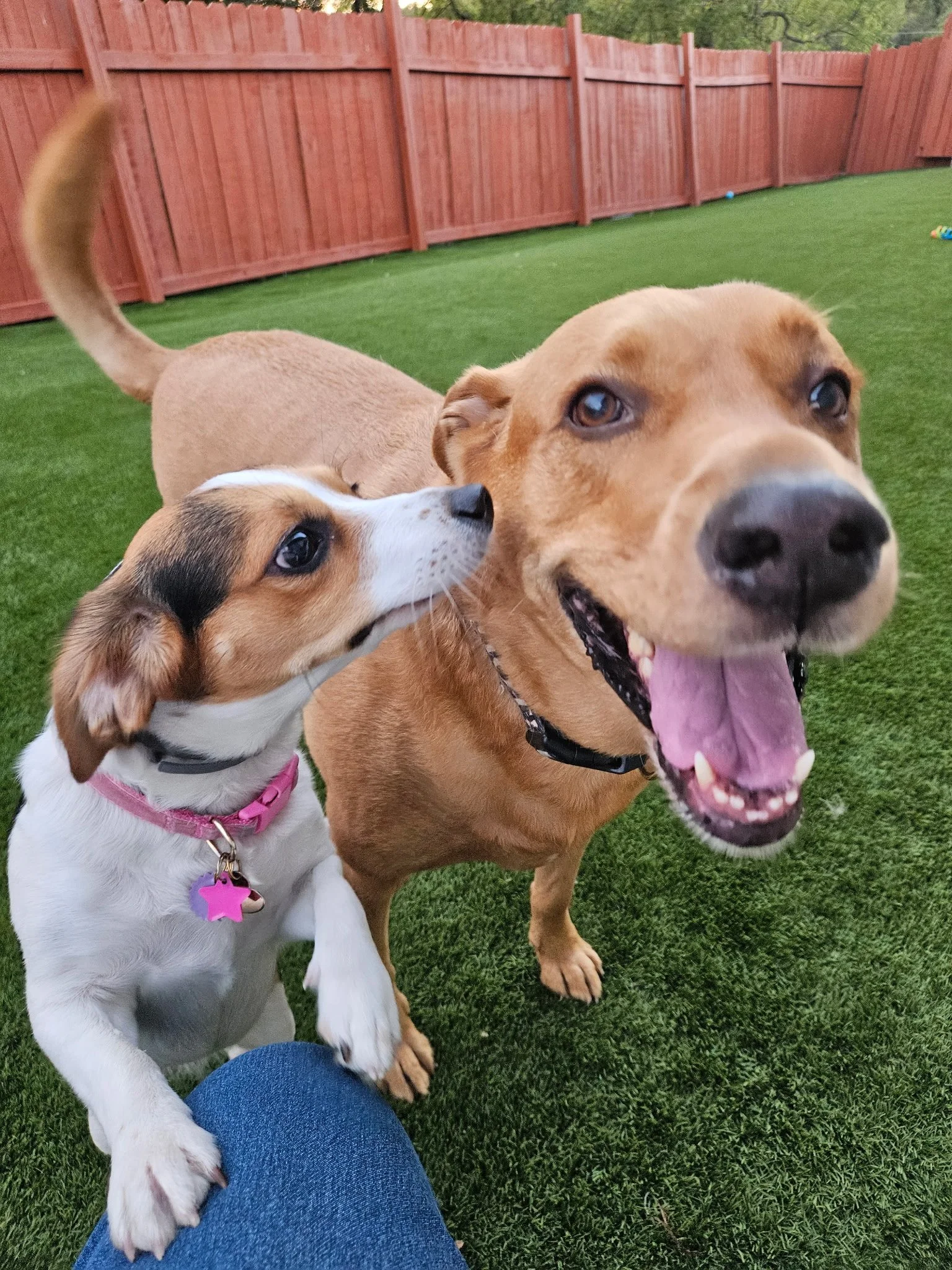 Two dogs, a small white and brown dog with a pink collar and a larger brown dog, are outside on a green lawn with a wooden fence in the background. The larger dog is smiling with its tongue out, while the smaller dog is looking up at the larger dog.