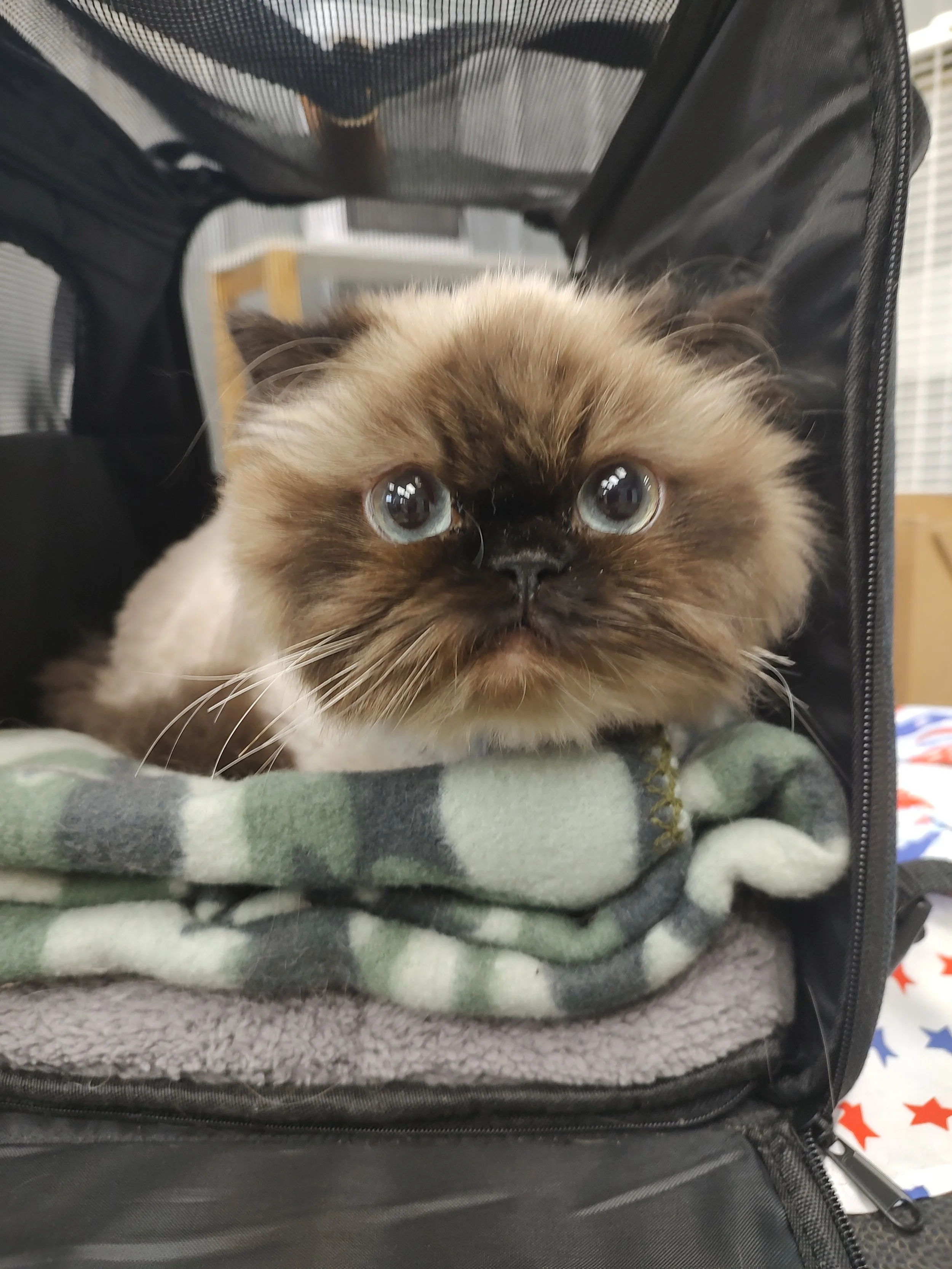 A cute dark brown and cream-colored Persian kitten with large blue eyes lying on a folded green and gray plaid blanket inside a black pet carrier.