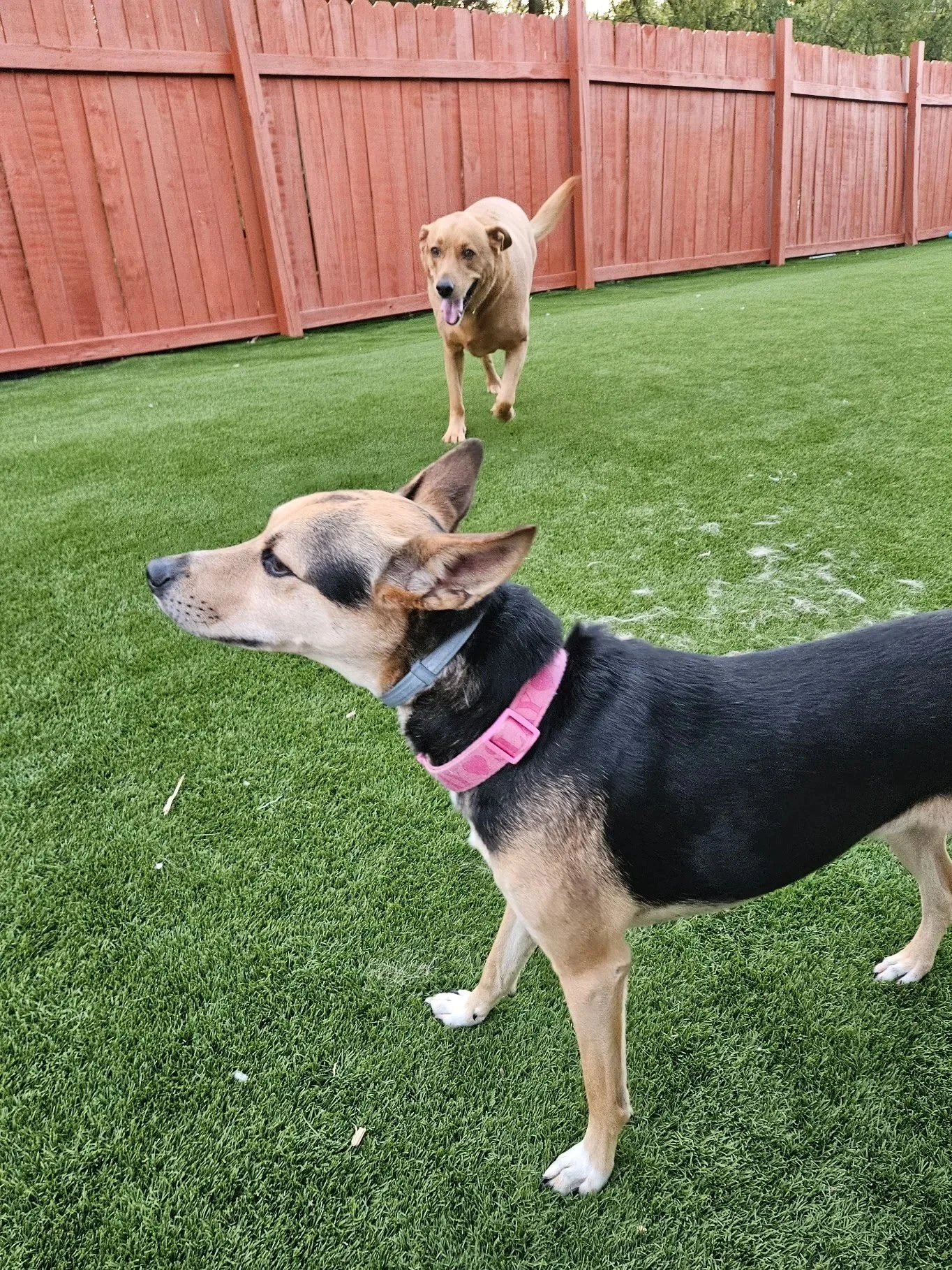 Two dogs playing in a grassy yard with a red wooden fence in the background.