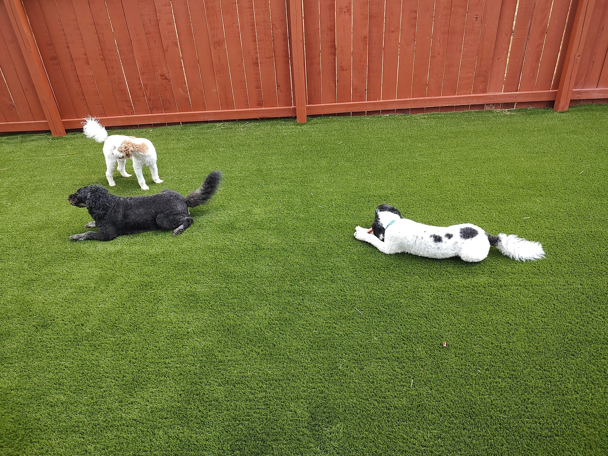 Three dogs on a green lawn next to a wooden fence. One dog is laying down with black and white markings, another is sitting with a black curly coat, and the third is standing with white fur and brown patches.