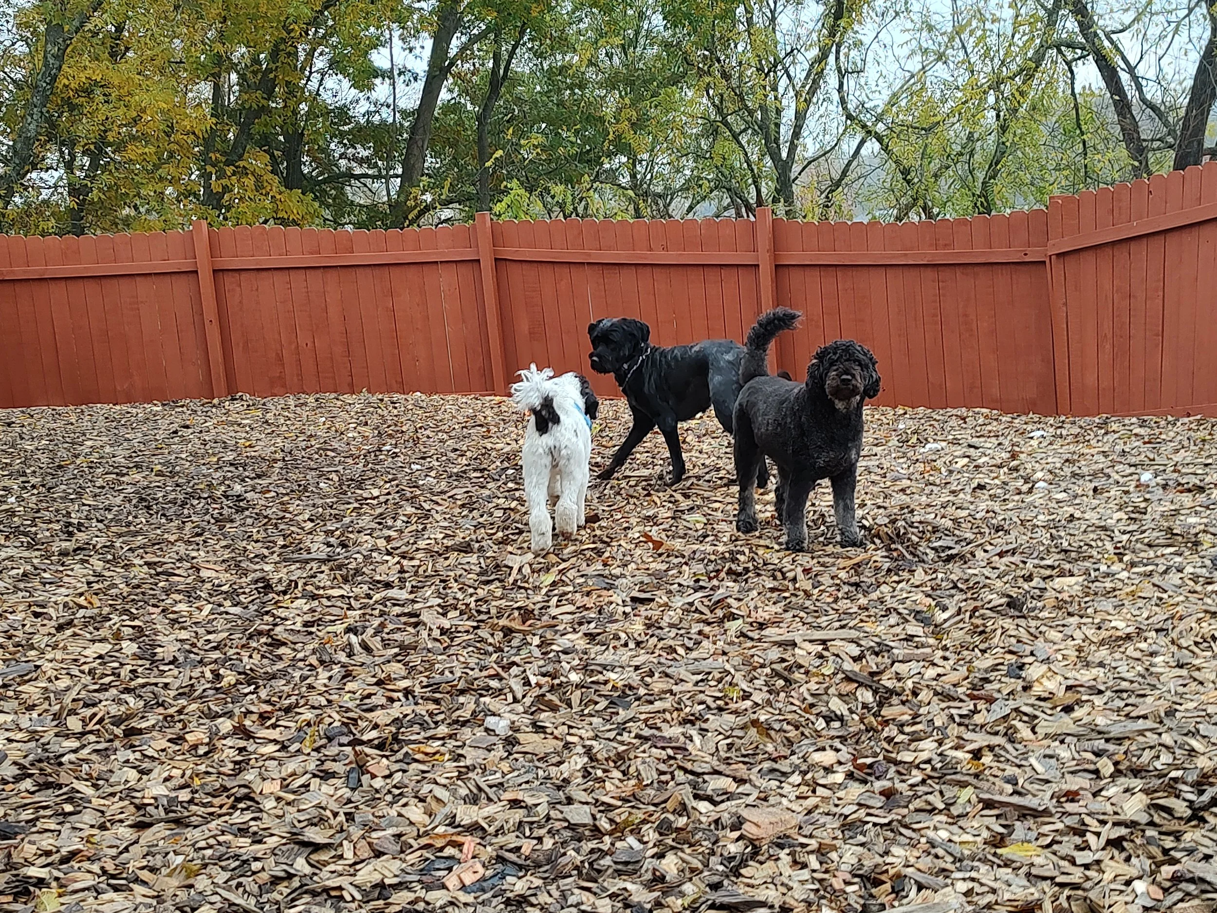 Three dogs playing in a backyard with a red wooden fence and trees in the background, covered with fallen leaves.