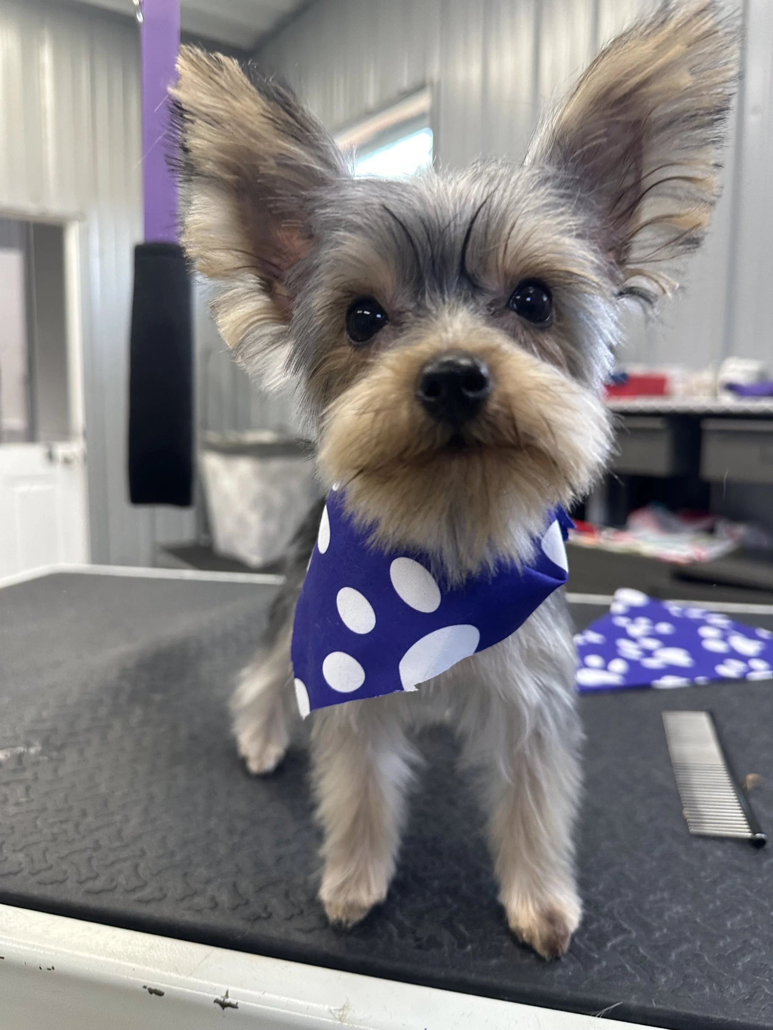 A small dog with large ears and gray and tan fur, wearing a blue bandana with white polka dots, standing on a grooming table in a grooming salon.