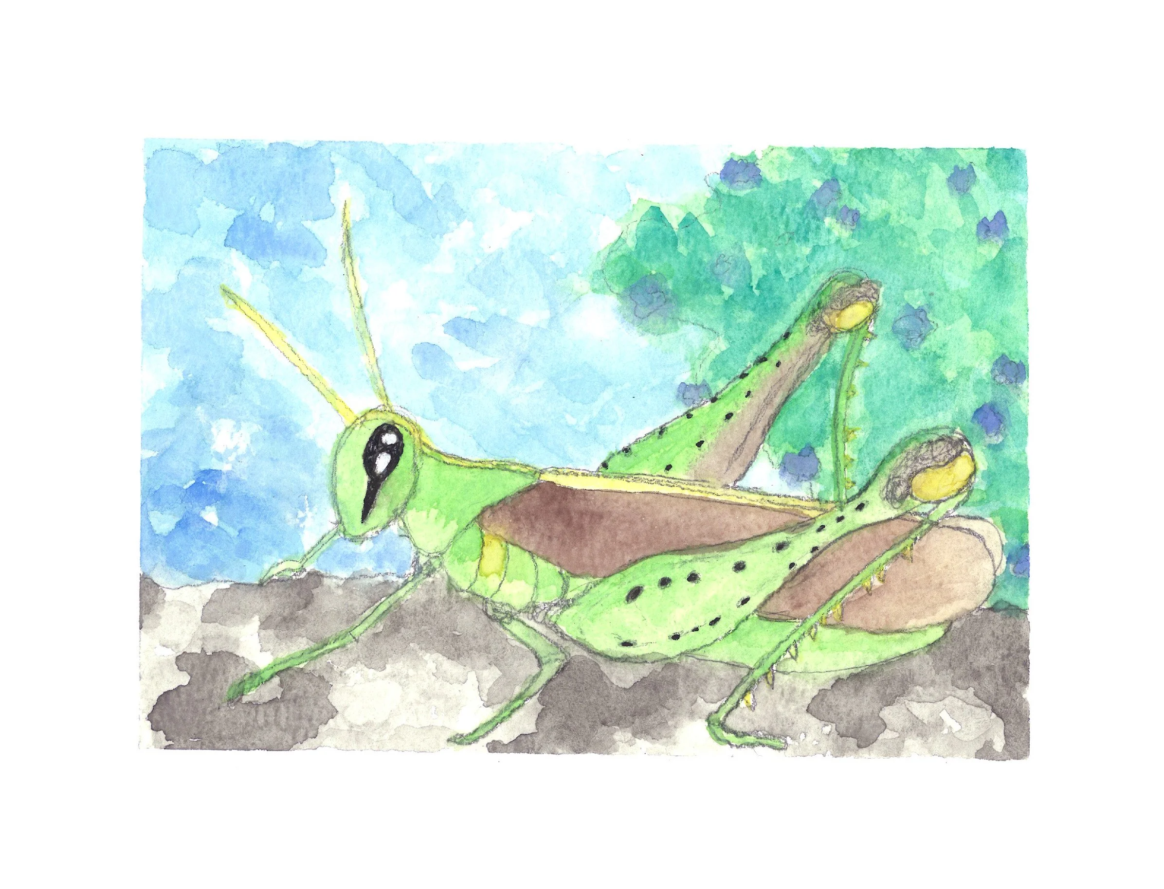 Grasshopper Watercolor.jpg