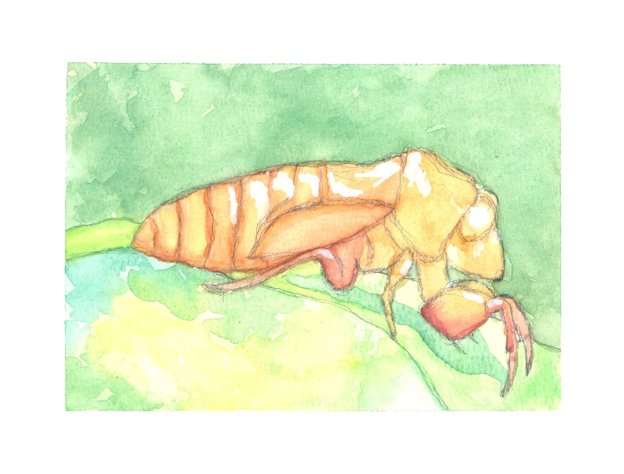 Cicada Shell Watercolor.jpg
