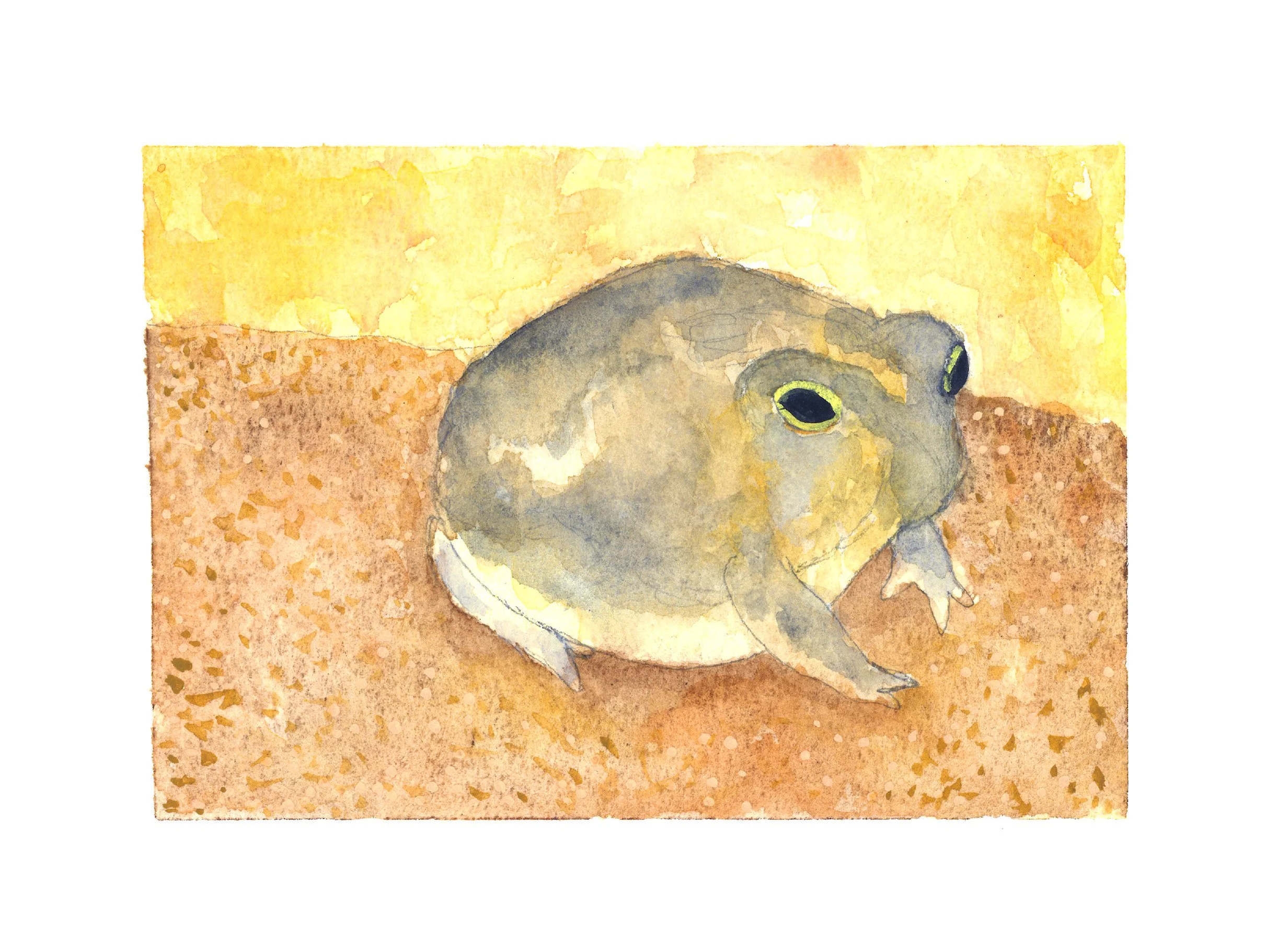 Desert Rain Frog Watercolor.jpg