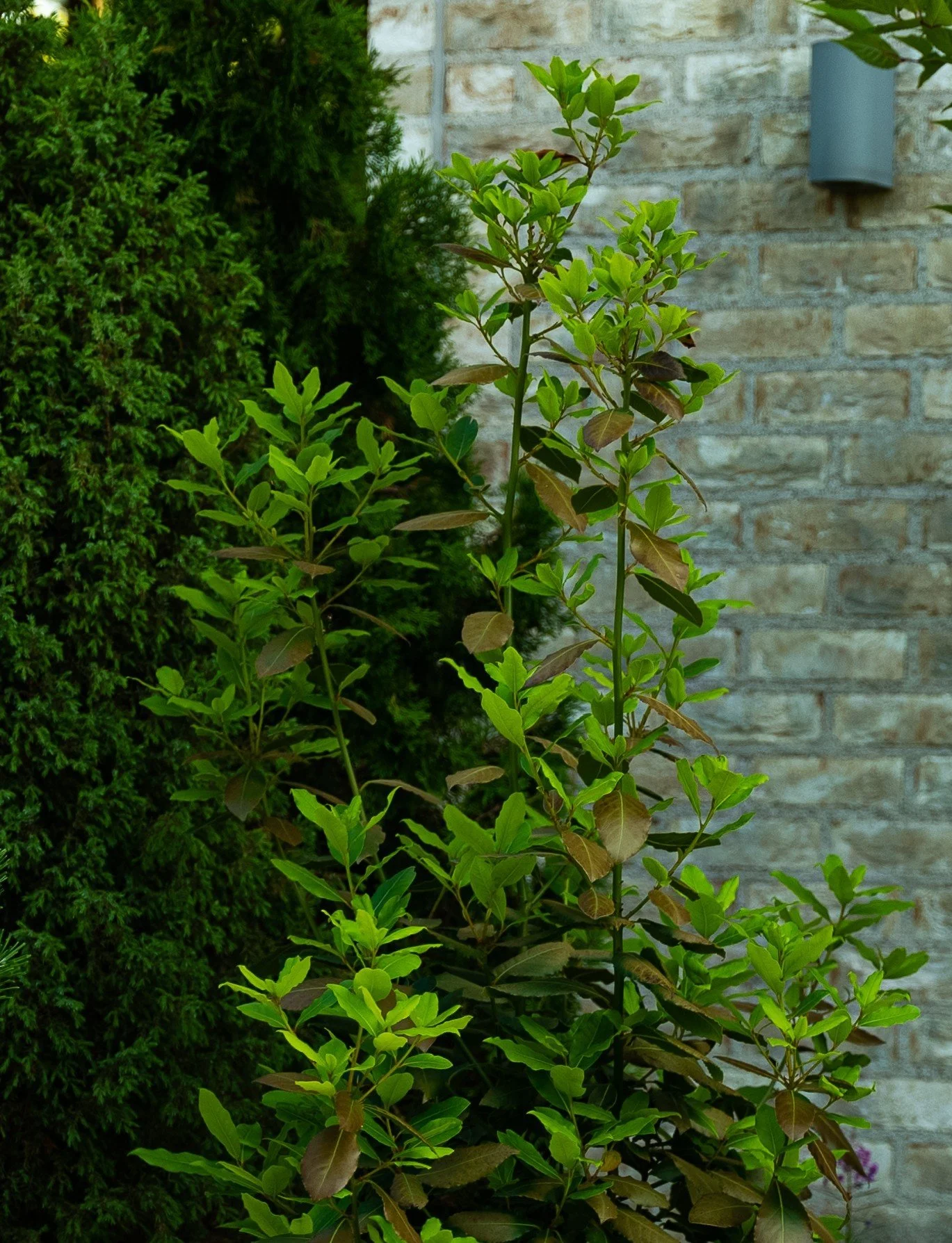 A7S01767_kopio_detsku verkkosivut.jpg