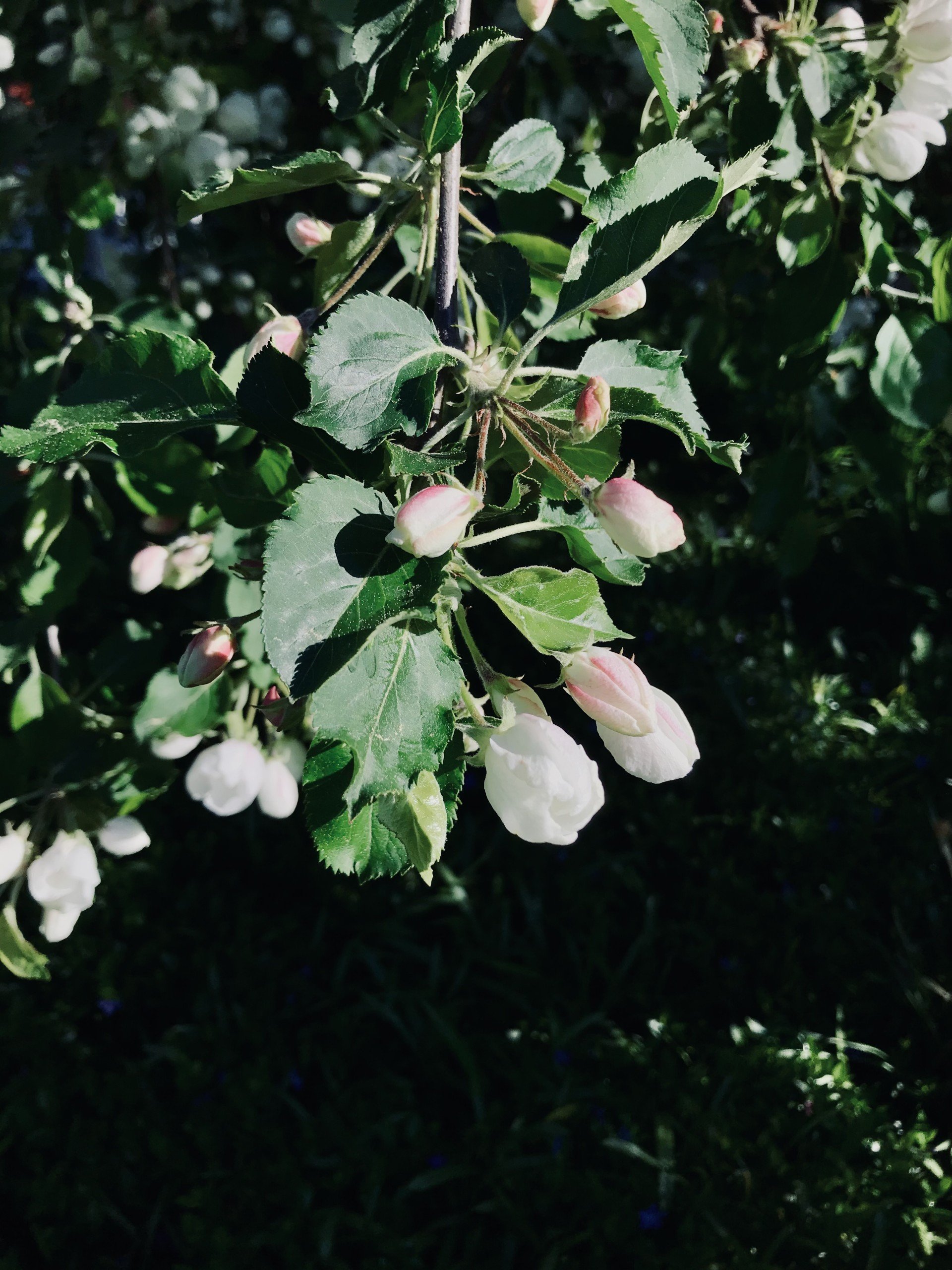 Omenapuun kukinta.jpg