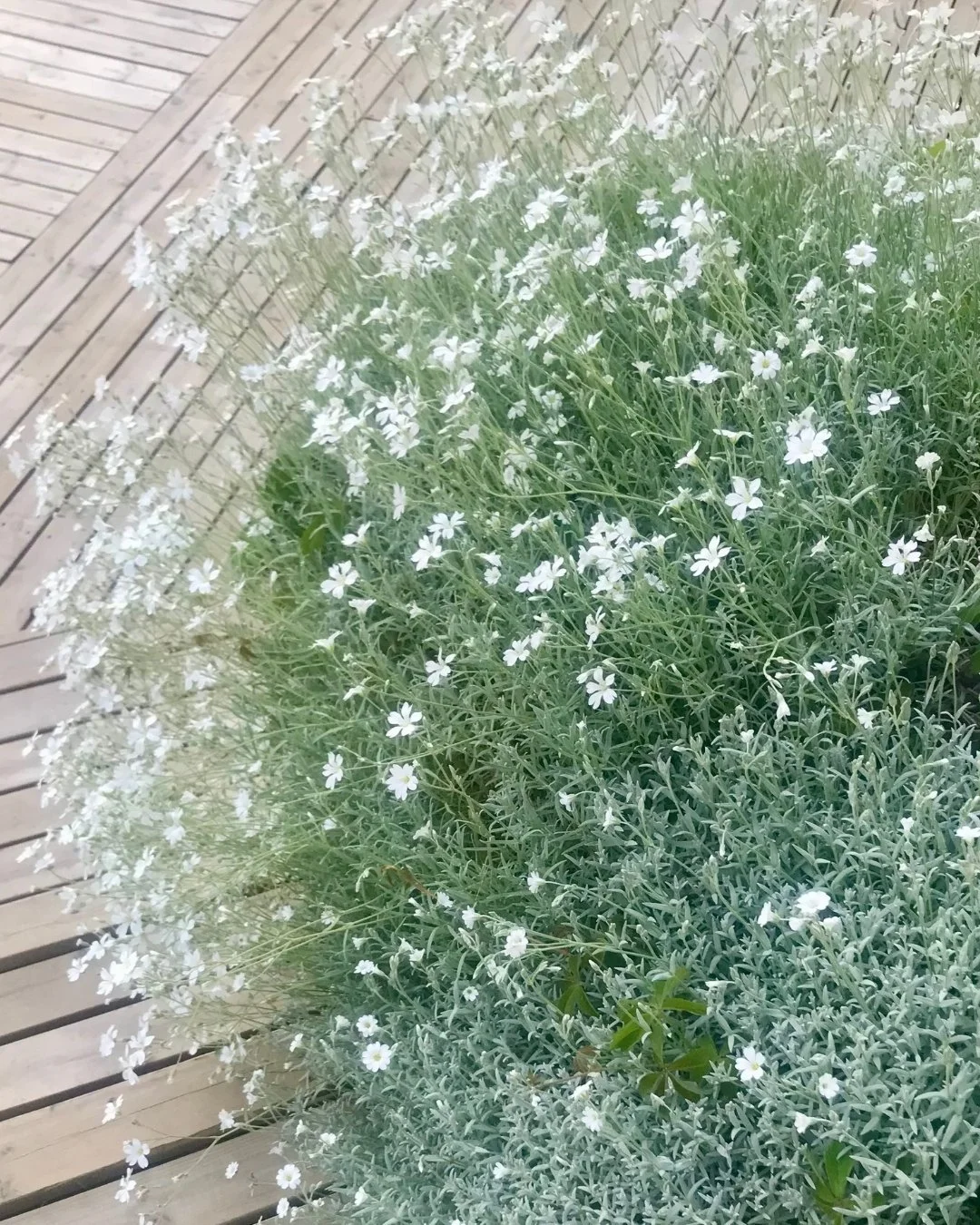 Kasvillisuutta pihaterassin reunalla