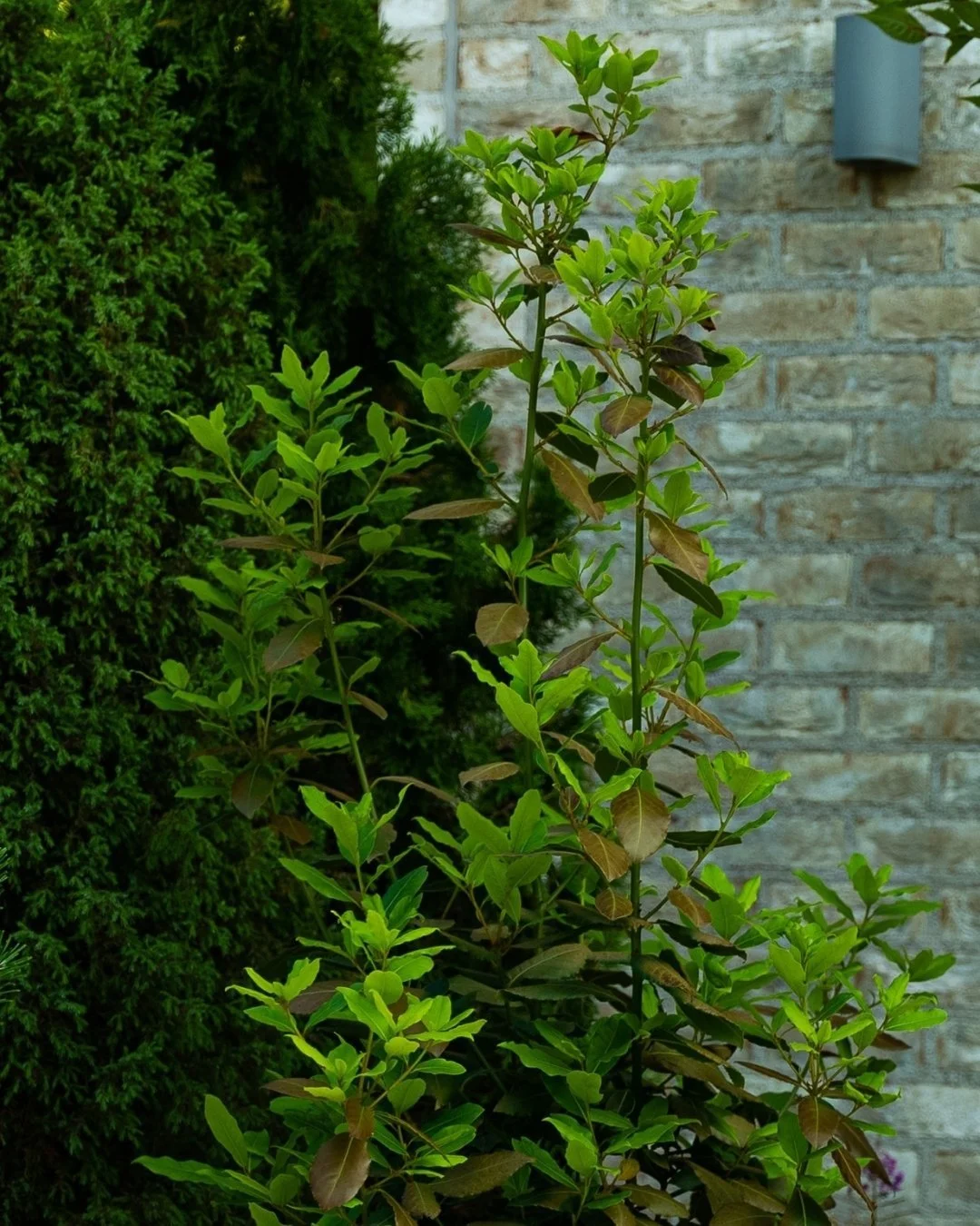 Vihreä kasvi kiviseinää vasten