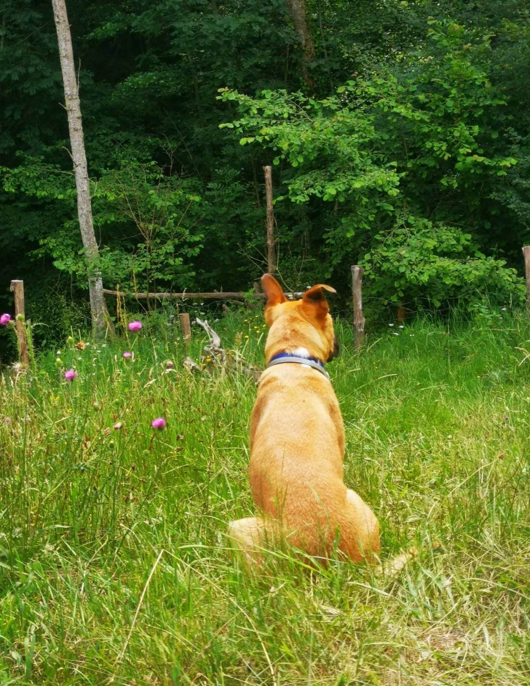 chien-assis-gite-violette-dog-friendly.jpg