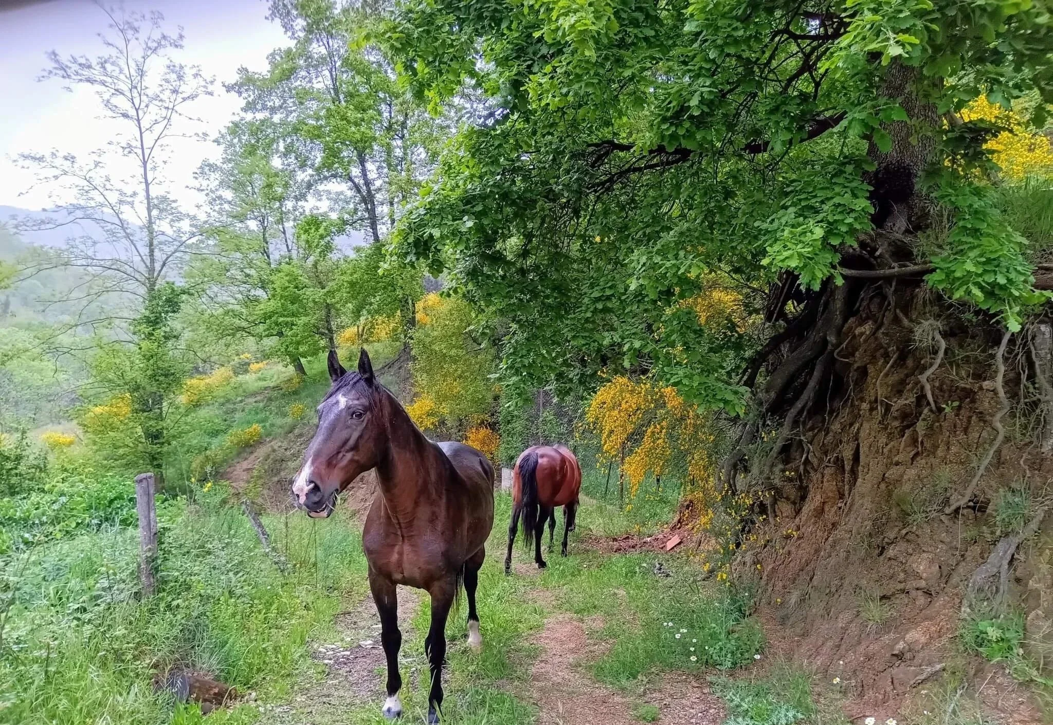 chevaux-gite-pyrenees-orientales-66.jpg