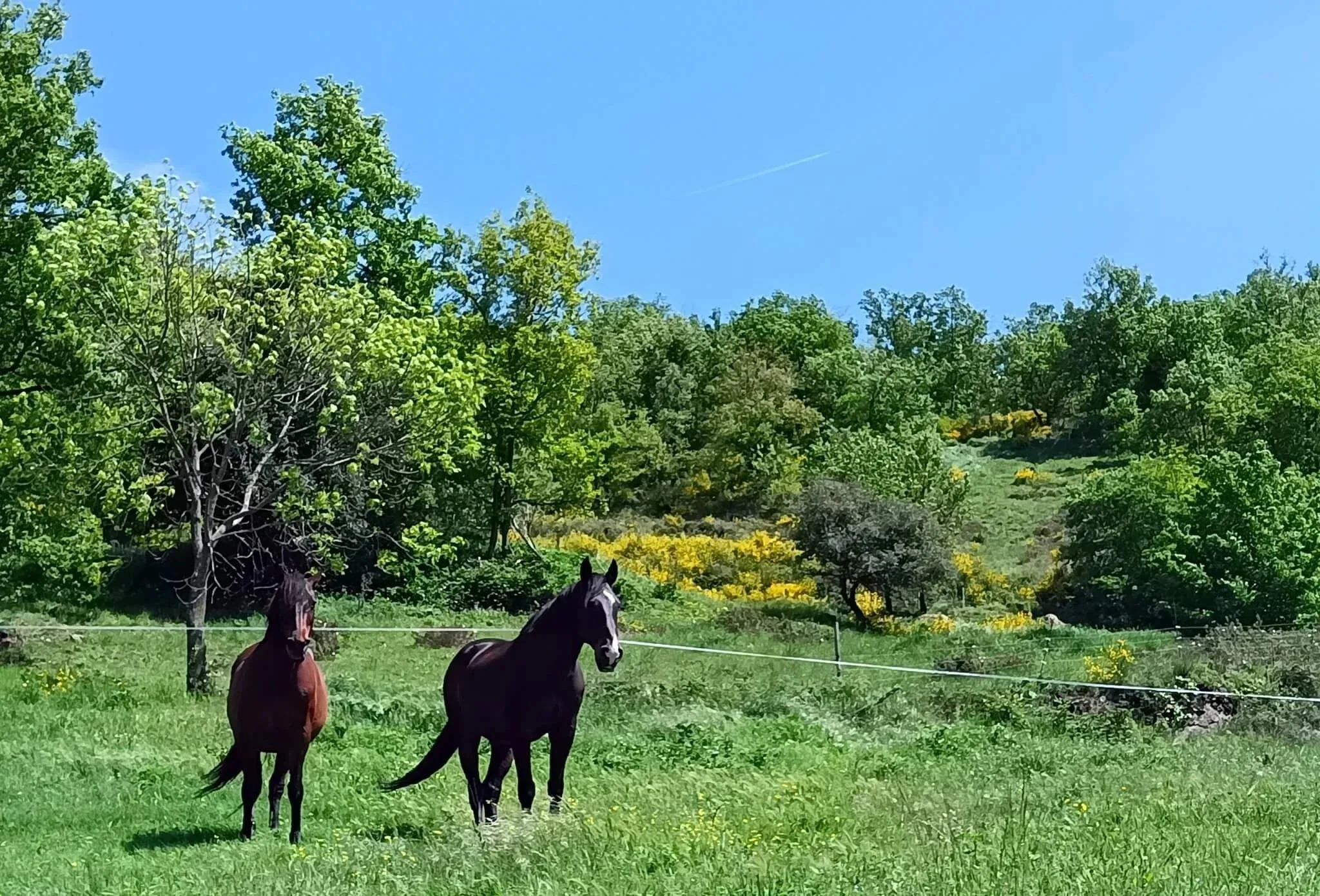 chevaux-gite-natyre-66.jpg