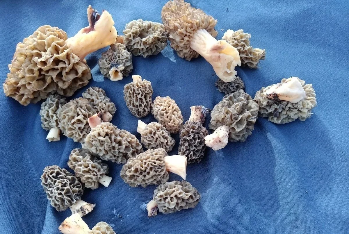 morilles-la-datcha.jpg