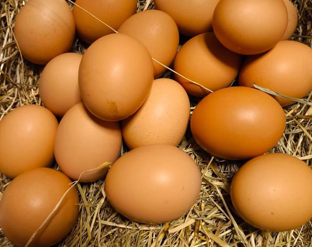 oeufs-fr'ais-gite.jpg