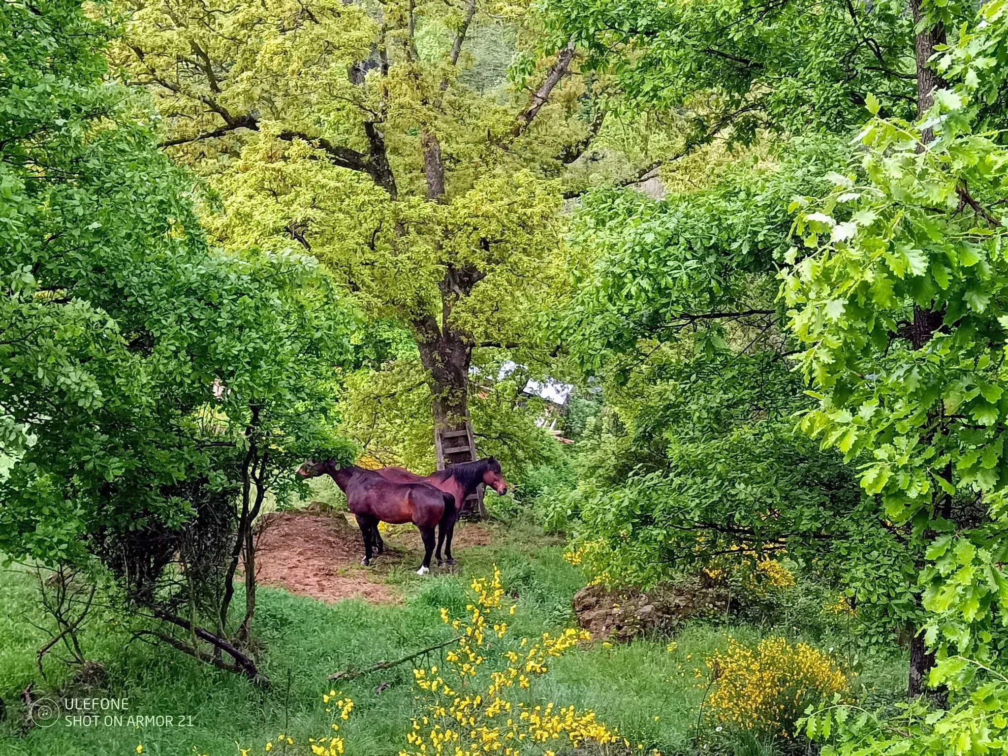 chevaux mas zelie.jpg