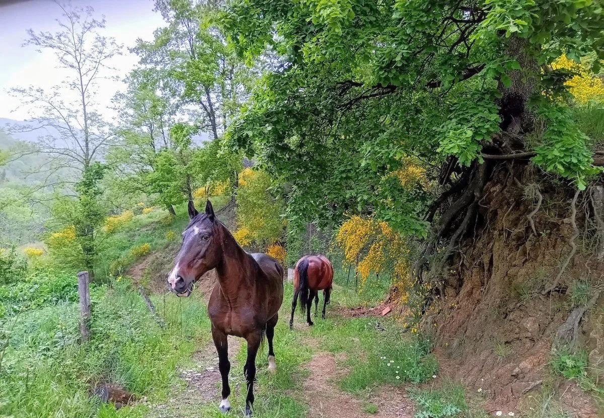 chevaux-balade-mas-zelie.jpg