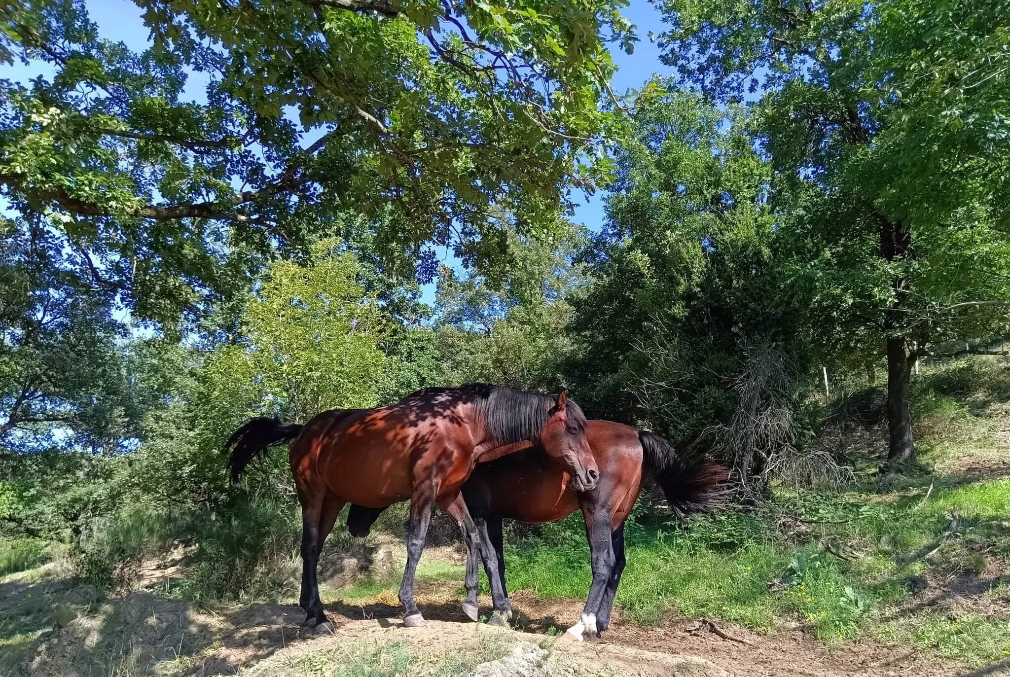 chevaux-datcha.jpg