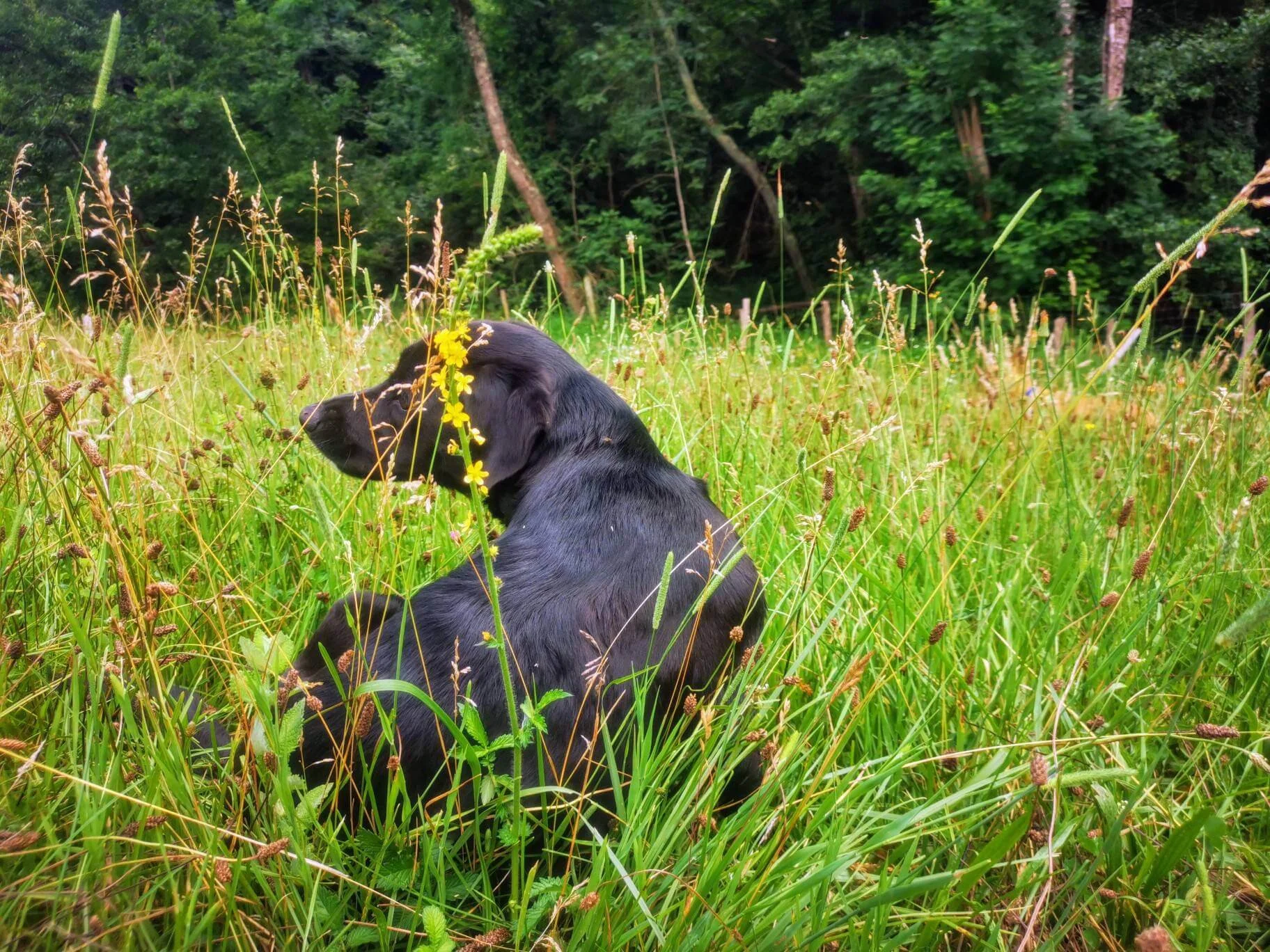 gite-grand-groupe-avec-chien.jpg