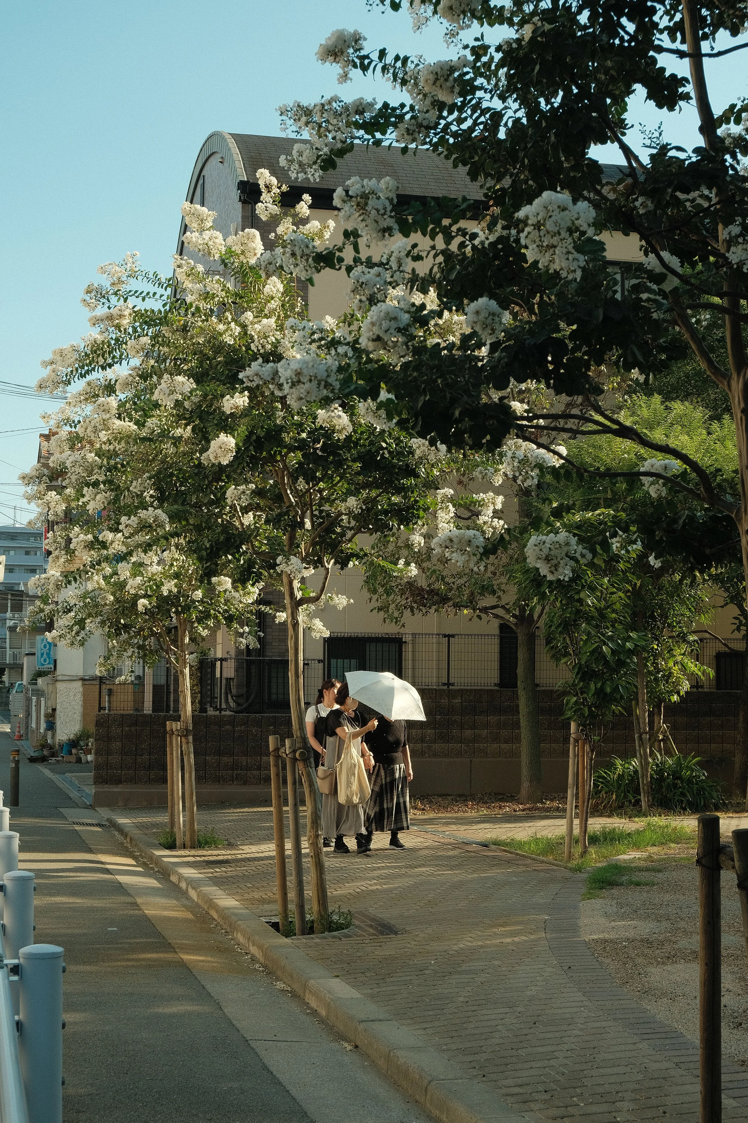 People walking with umbrellas on a sidewalk lined with trees and a building in the background during daytime.