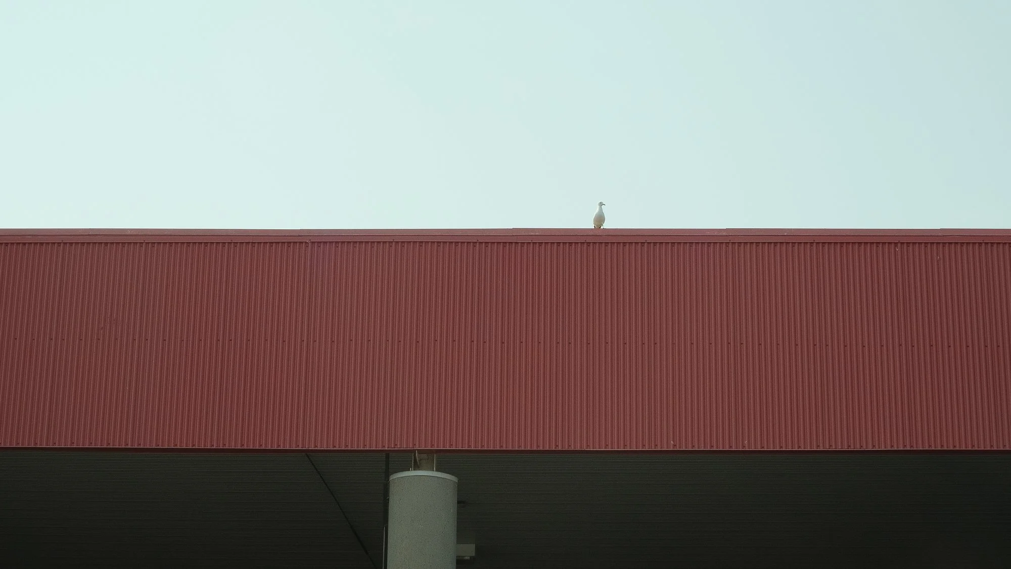 A white bird is perched on the edge of a red building with a ribbed metal surface, under a pale blue sky.