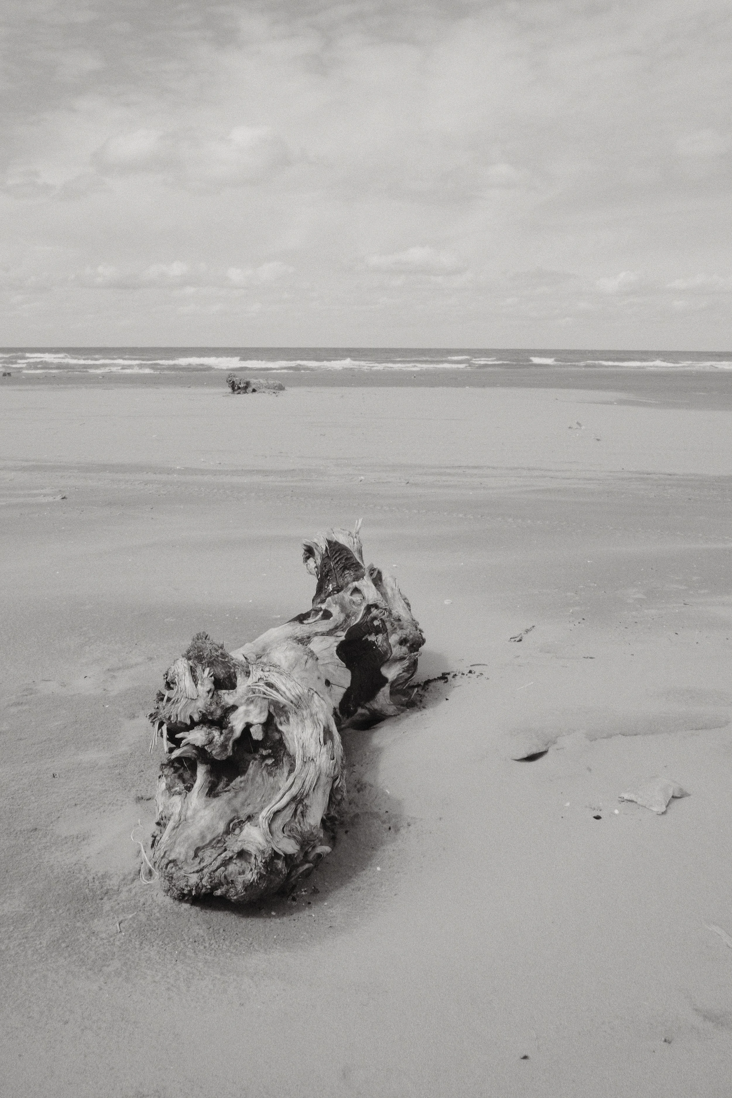 A piece of driftwood on a sandy beach with an ocean and cloudy sky in the background.