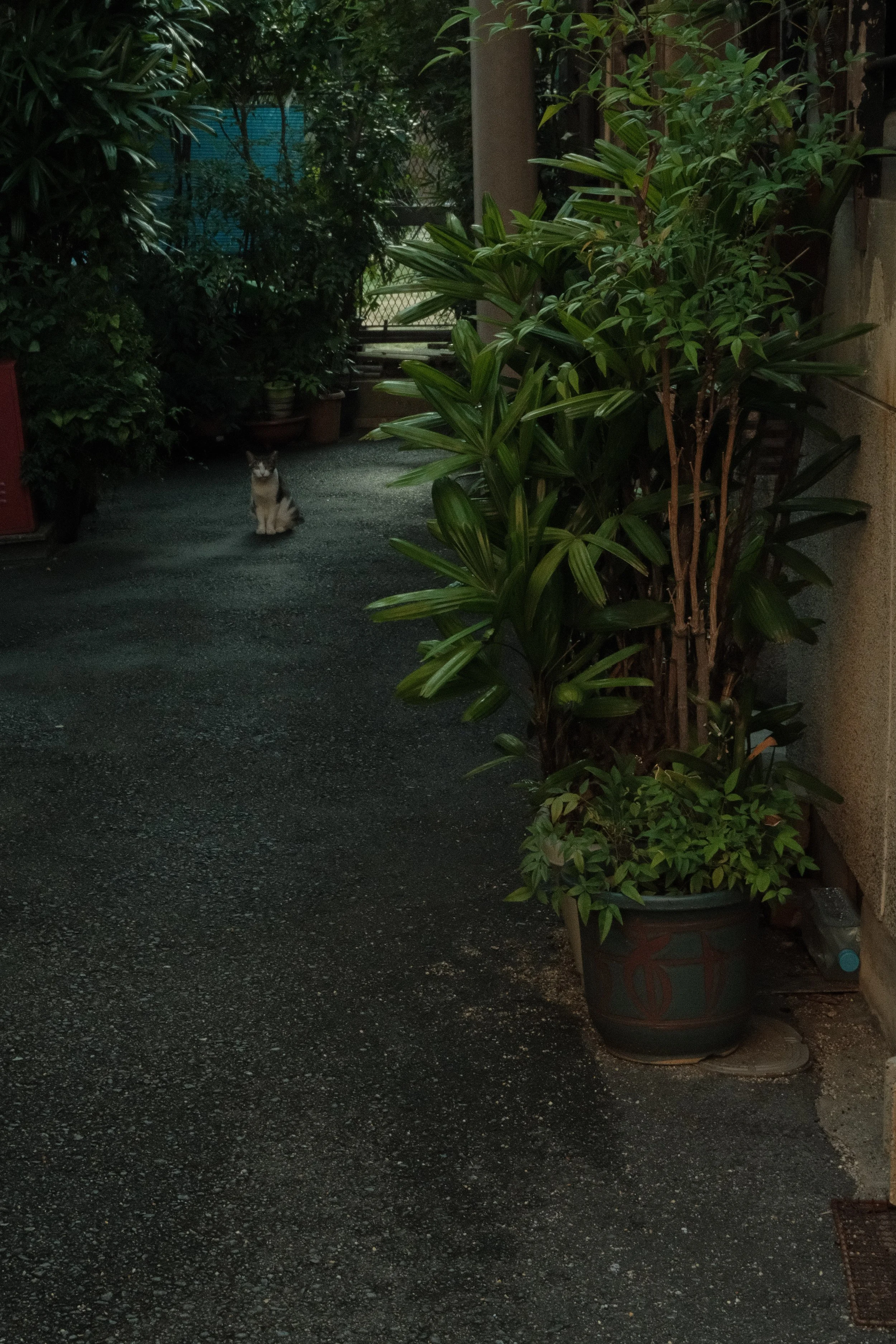 A small tabby cat with white fur on its face and paws sits on a wet, dark asphalt ground amidst lush green potted plants and trees, with a fence and some outdoor storage containers visible in the background.