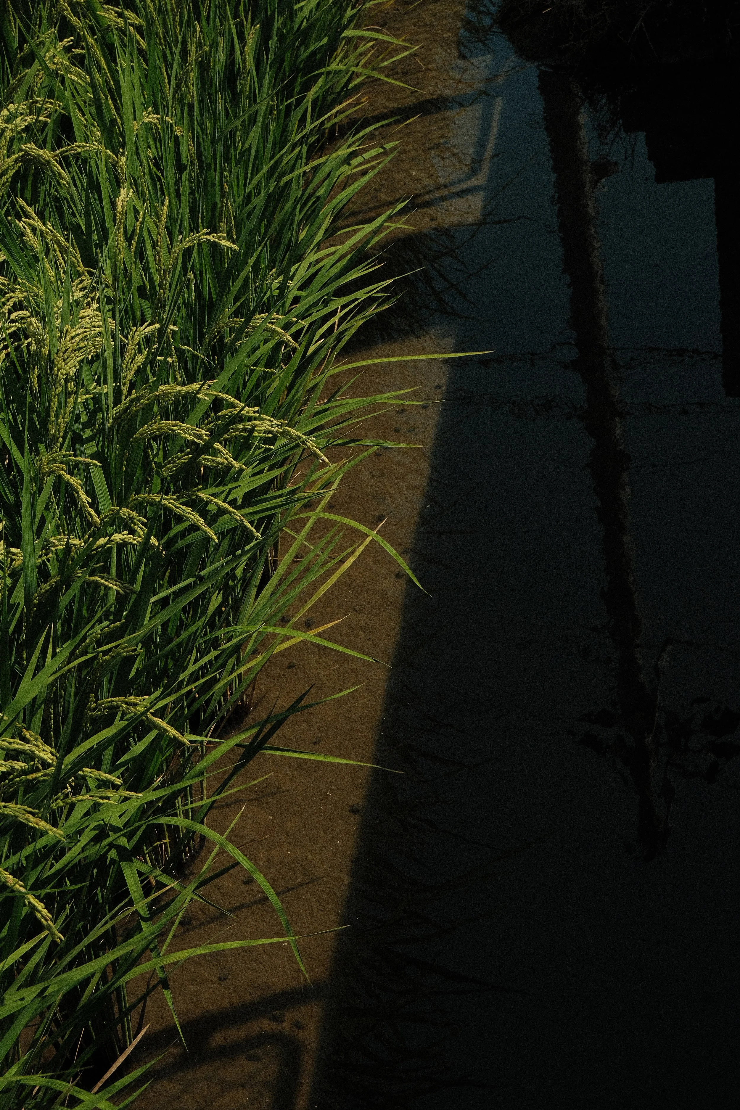 A row of green rice plants growing in a flooded field with a shadow cast on the water's surface.