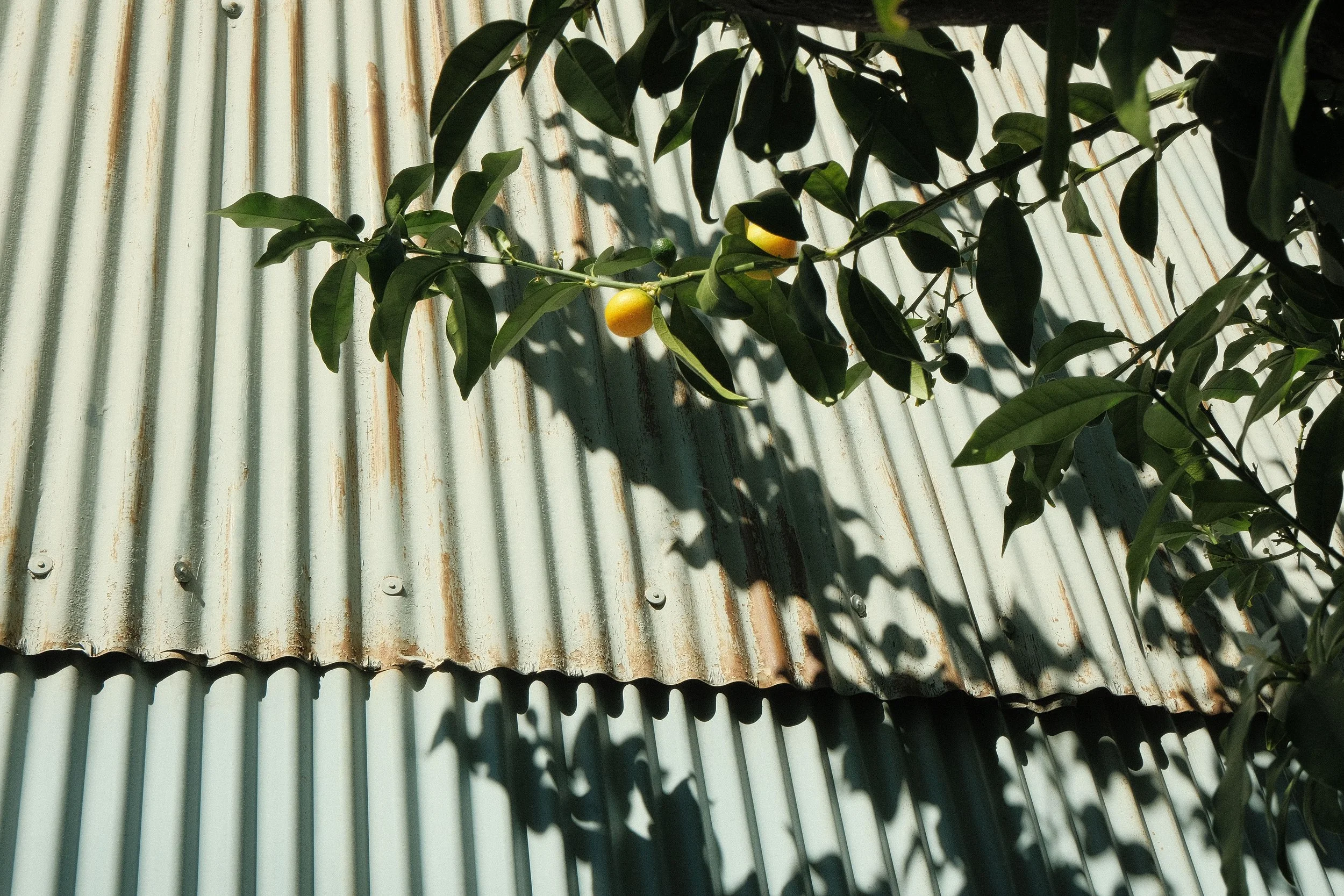 Green plant with small yellow fruits growing alongside a corrugated metal wall, casting shadows.