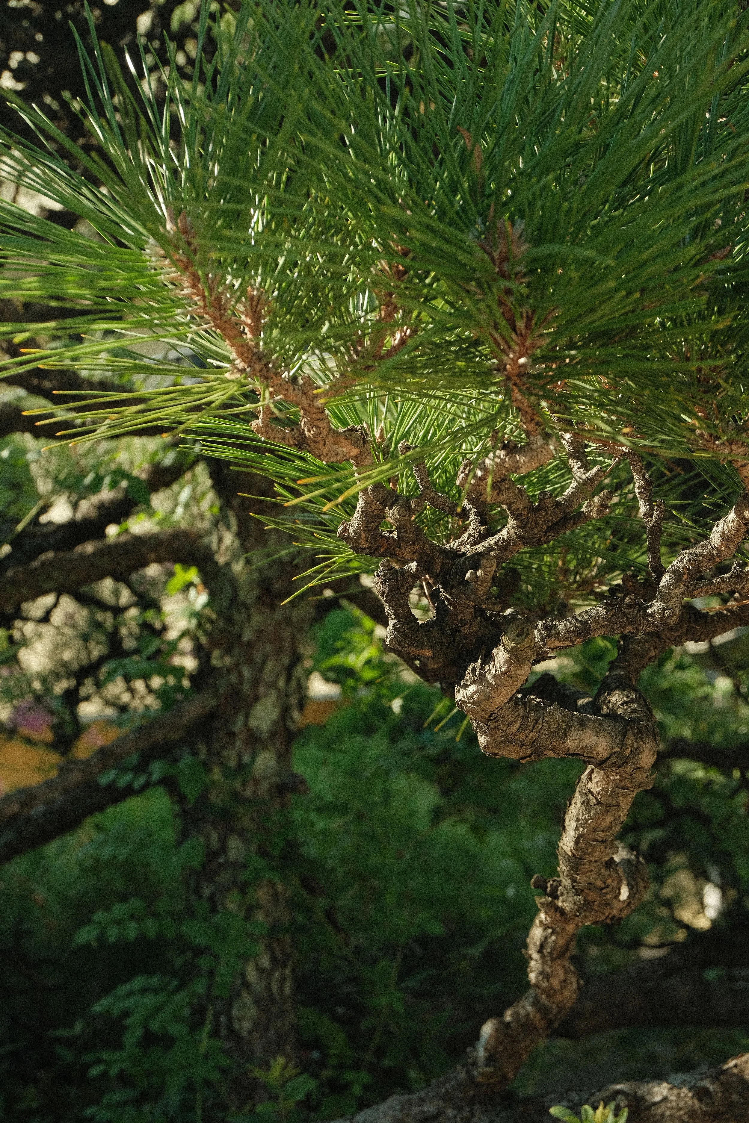 Close-up of a small, twisted pine tree with green needles, with shadows and sunlight filtering through. Background shows blurred greenery and dark soil.