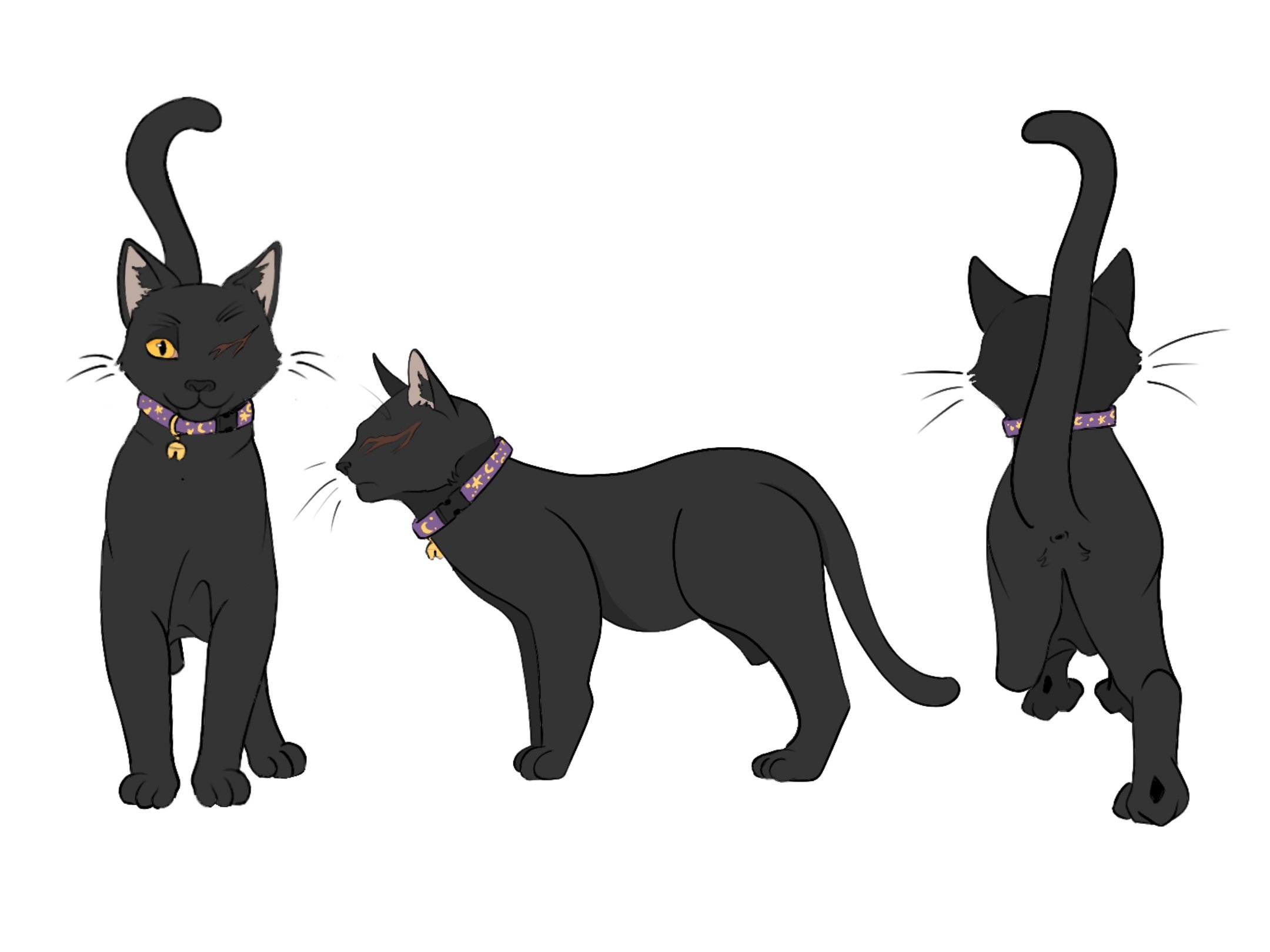 Black cat wearing a purple collar with a gold bell, shown from different angles: front, side, and back.