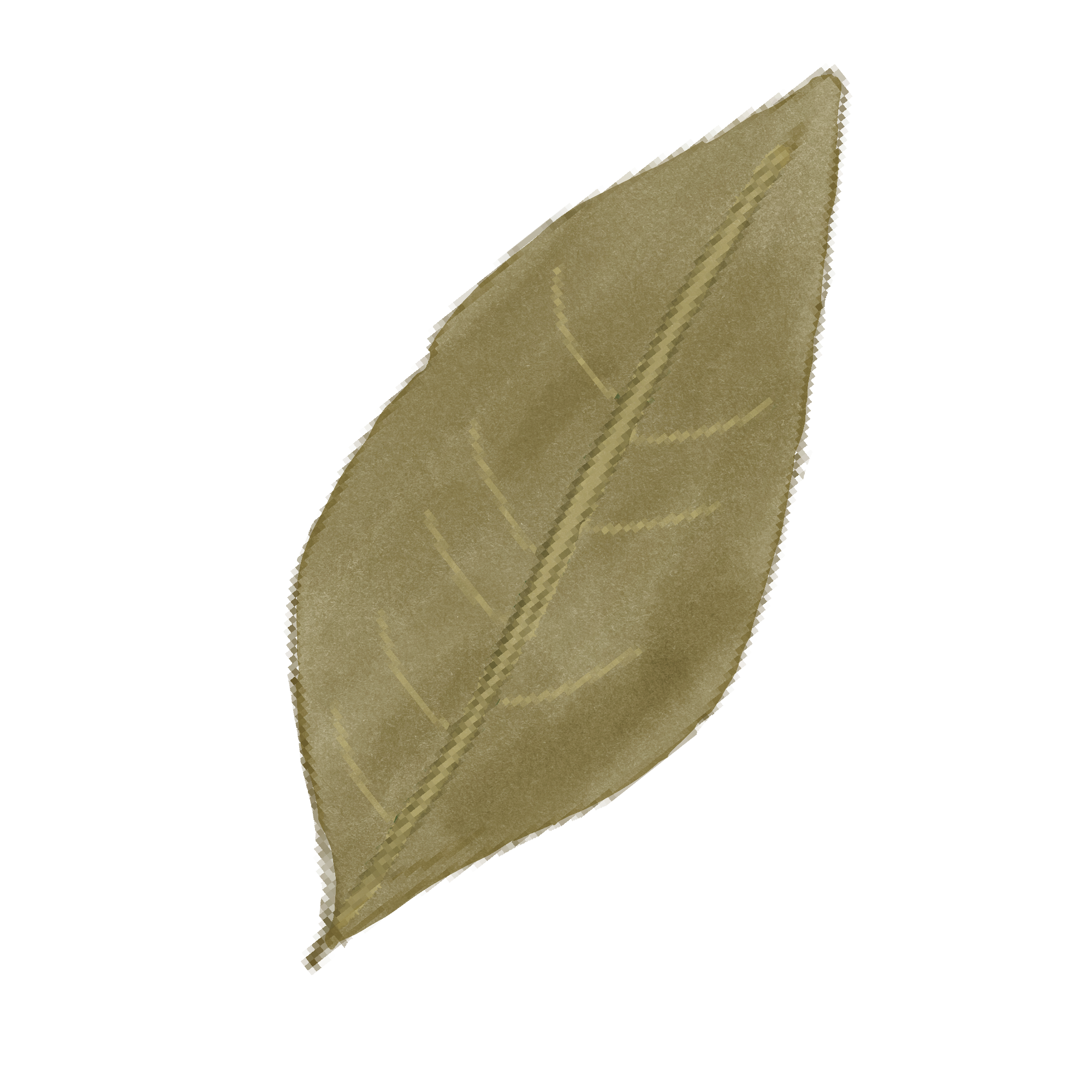 Digital watercolor illustration of a Bay Leaf.