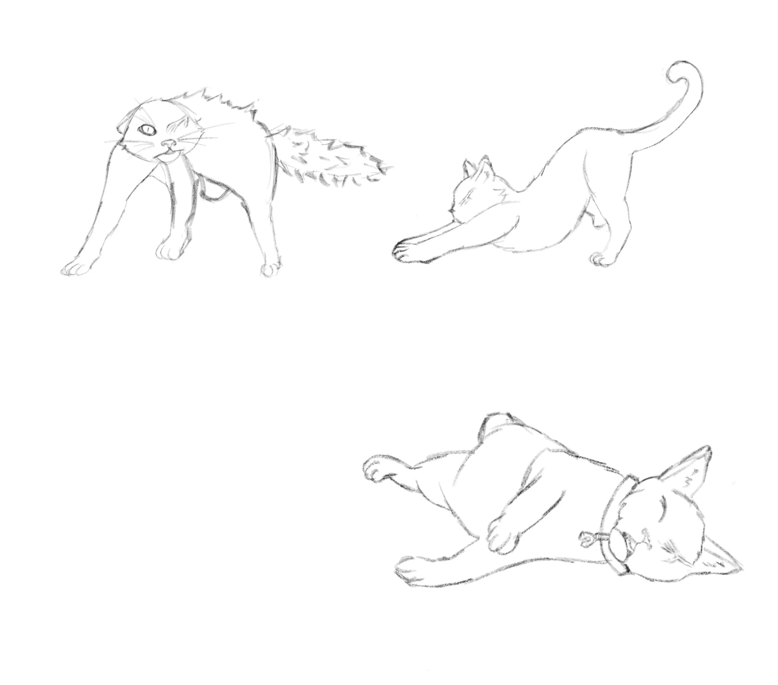 Three sketches of cats in various poses: one standing with arched back, one stretching with front paws extended, and one laying on its side with a collar.