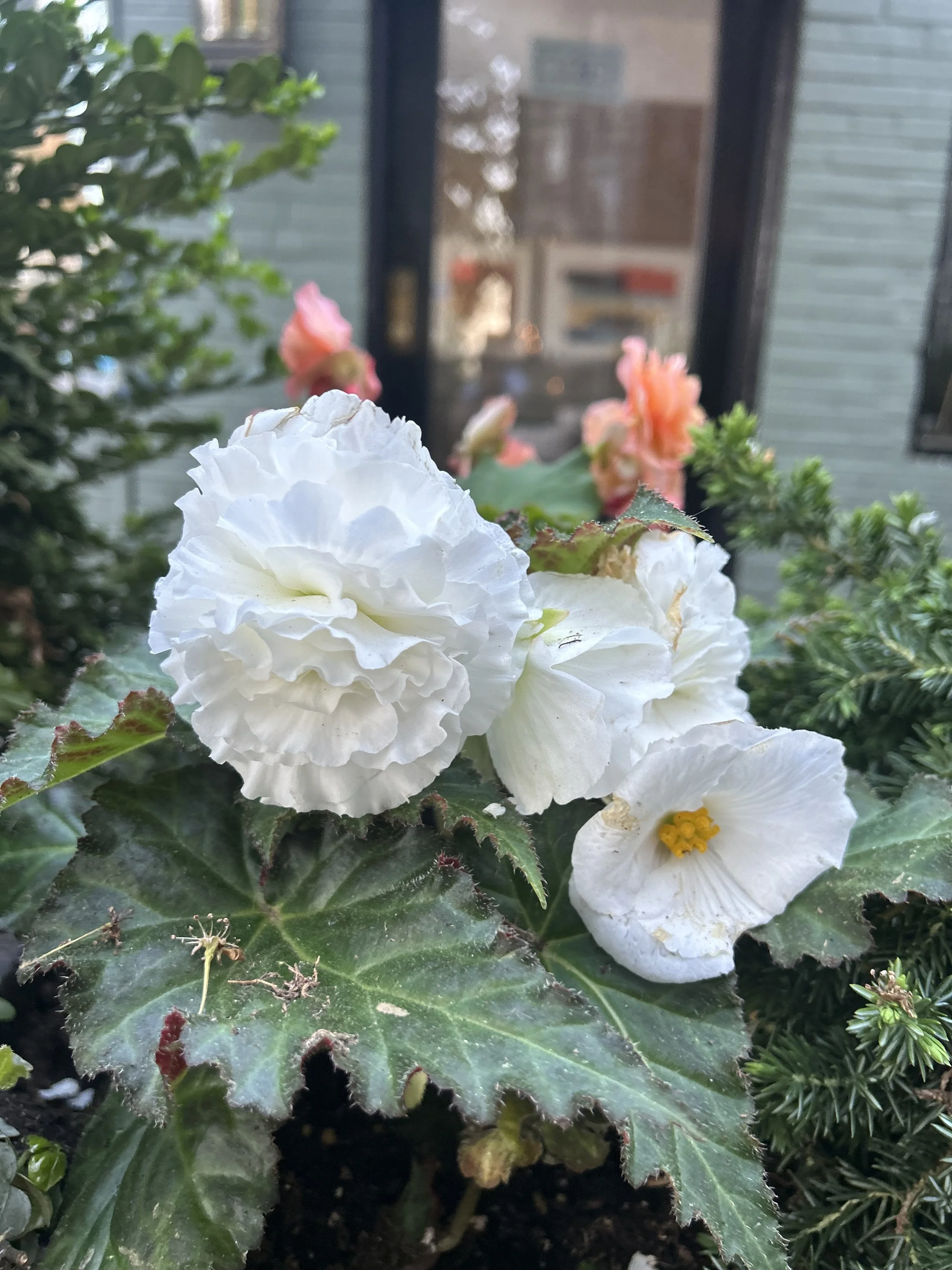 IMG_3229.jpeg