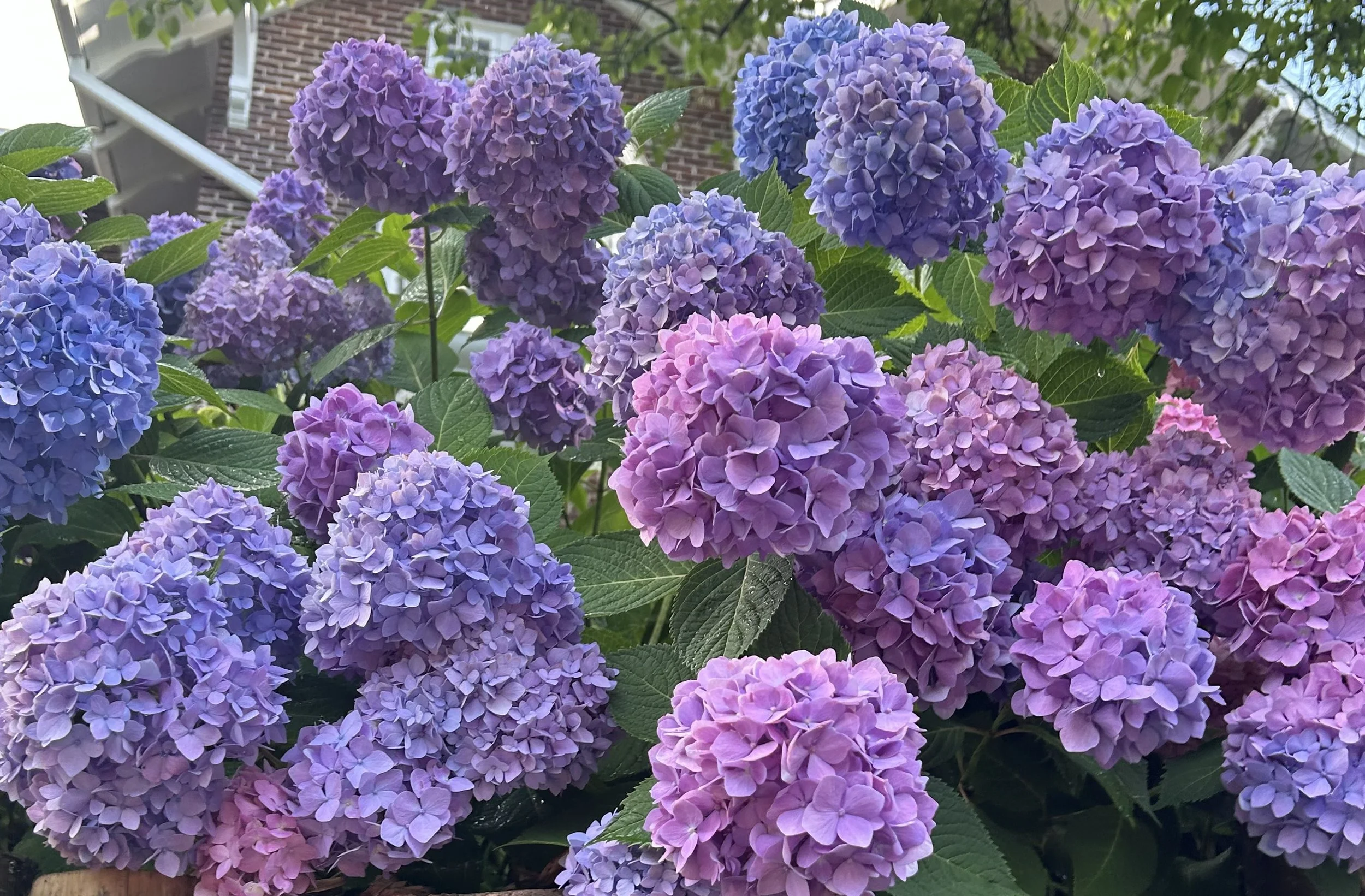 Garden Design + Planting