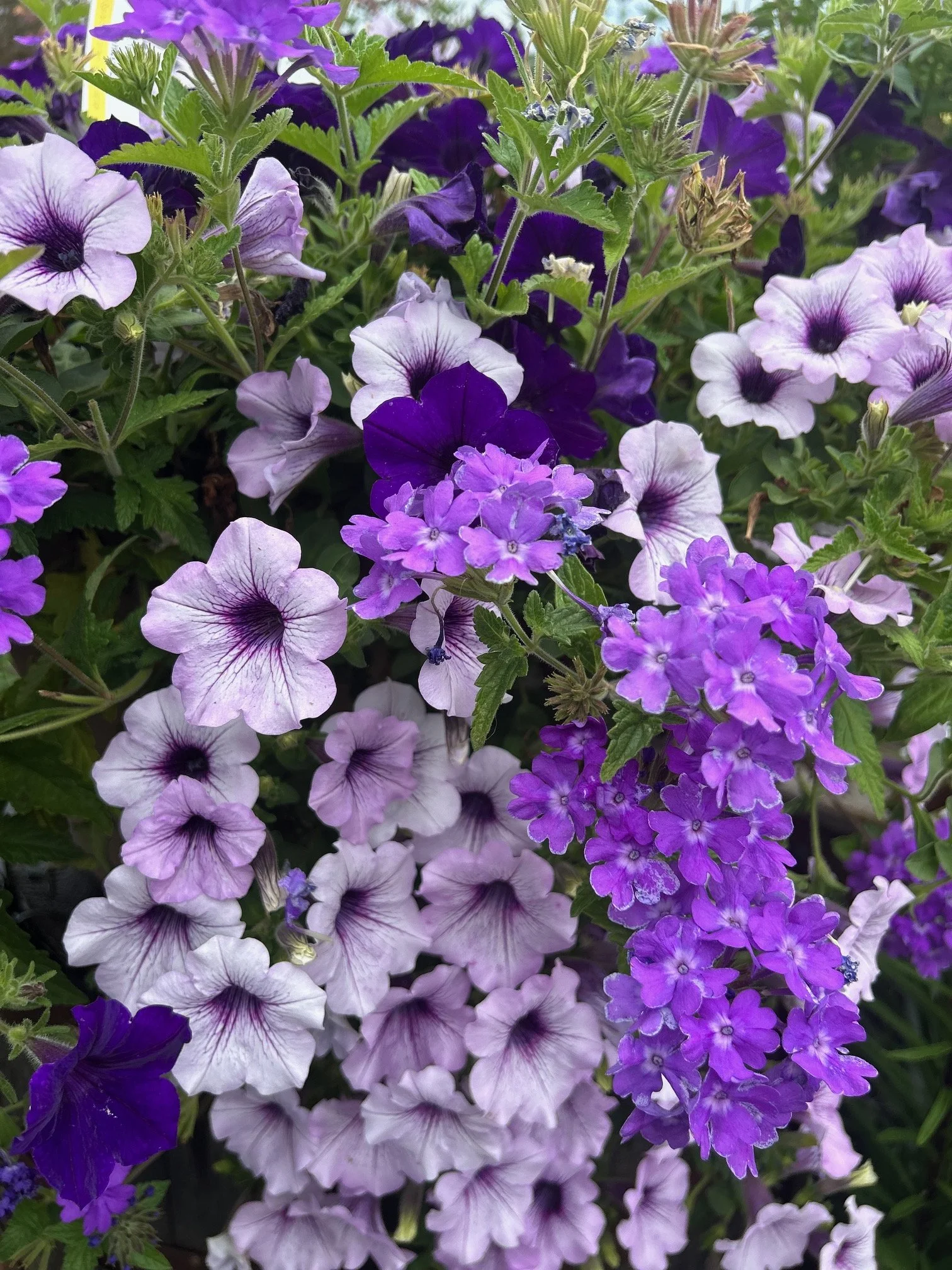 IMG_7142.jpeg