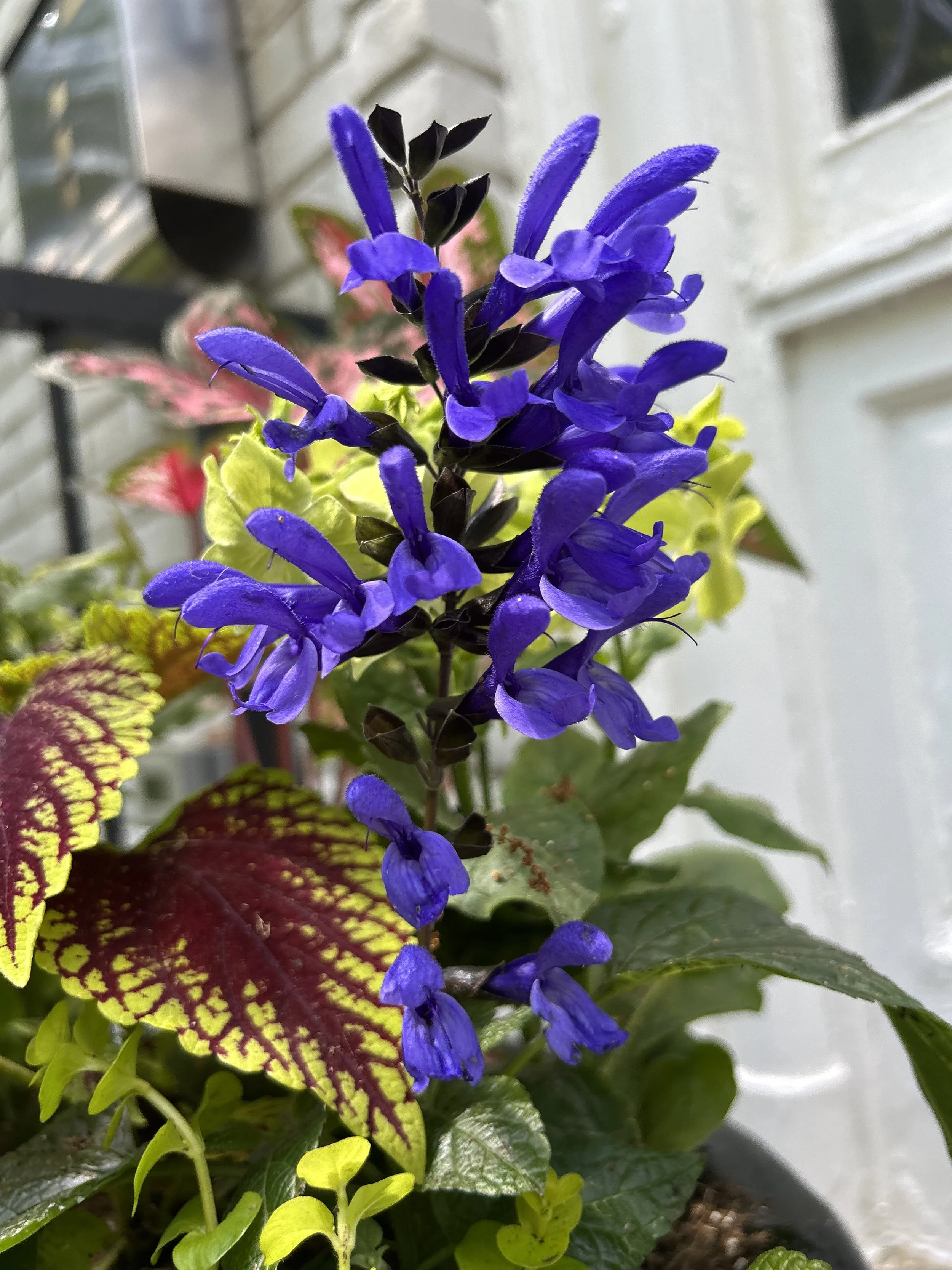 IMG_4030.jpeg