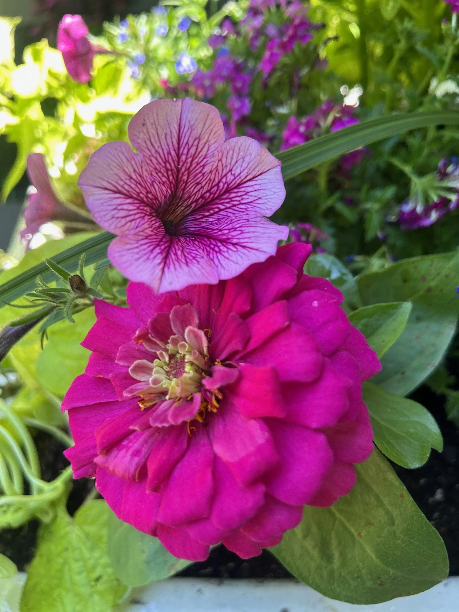 IMG_4606.jpeg