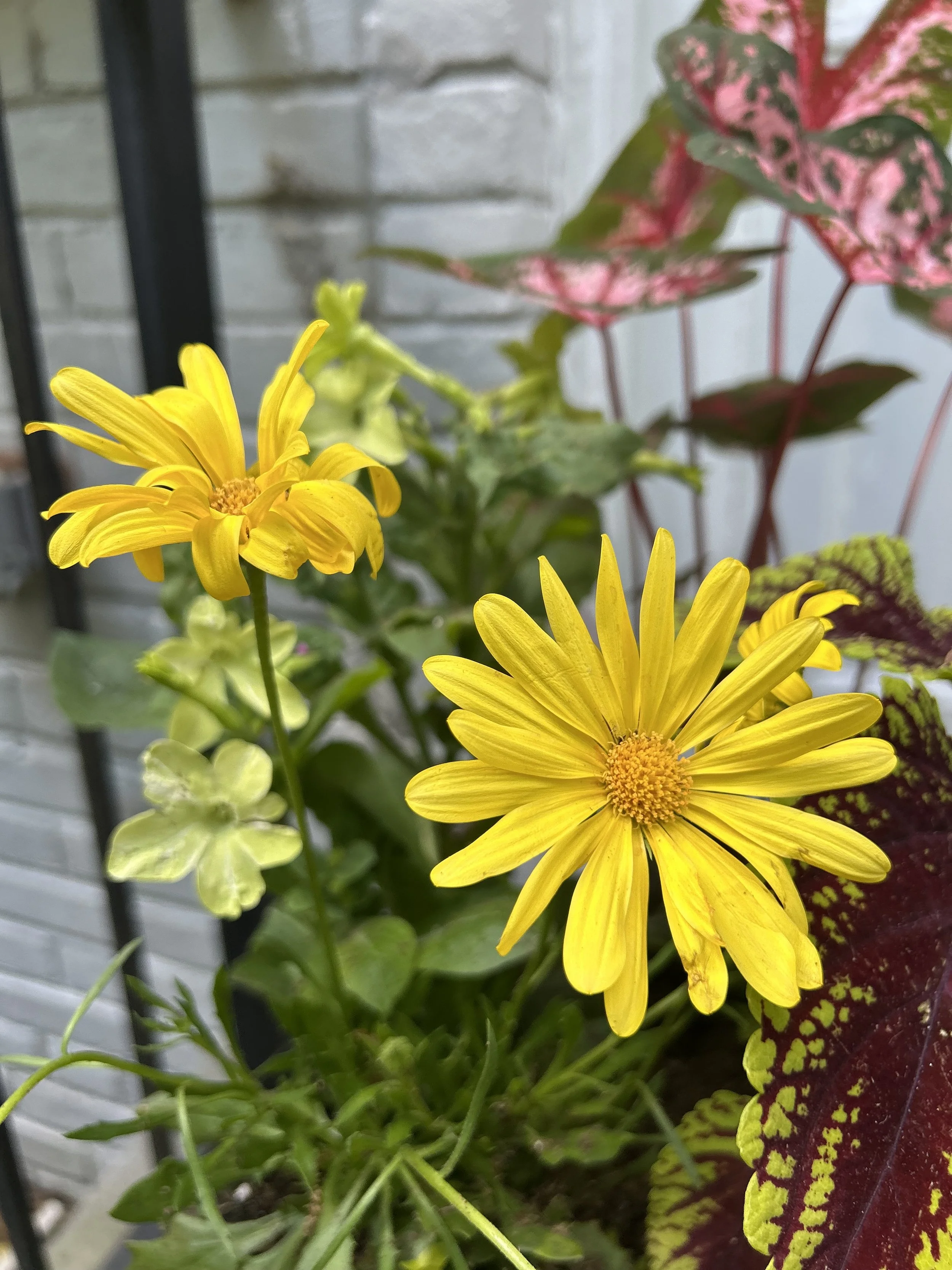 IMG_4026.jpeg