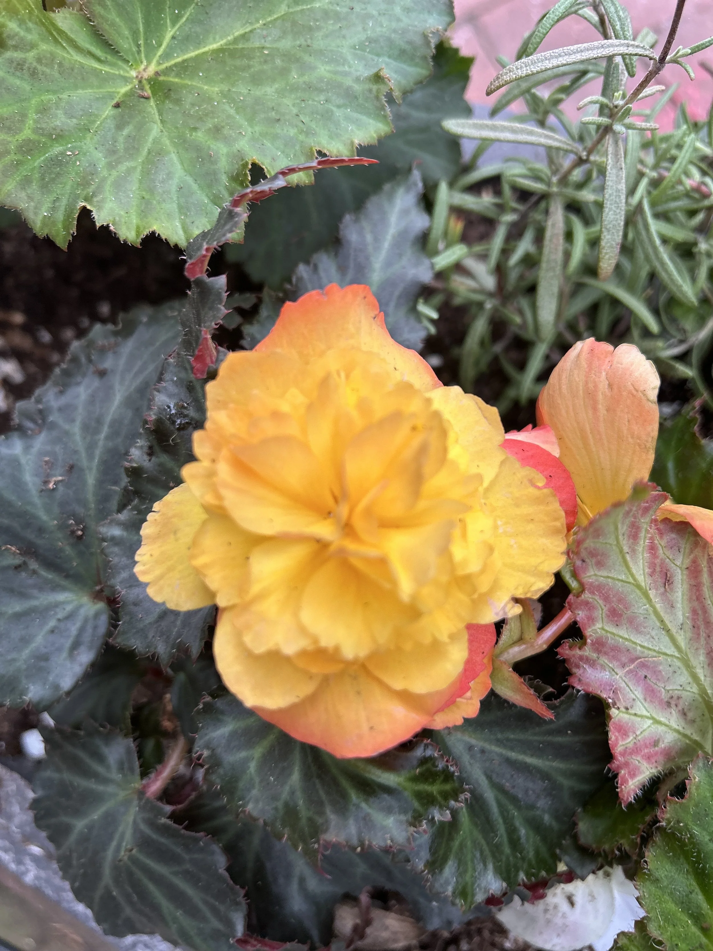 IMG_3158.jpeg