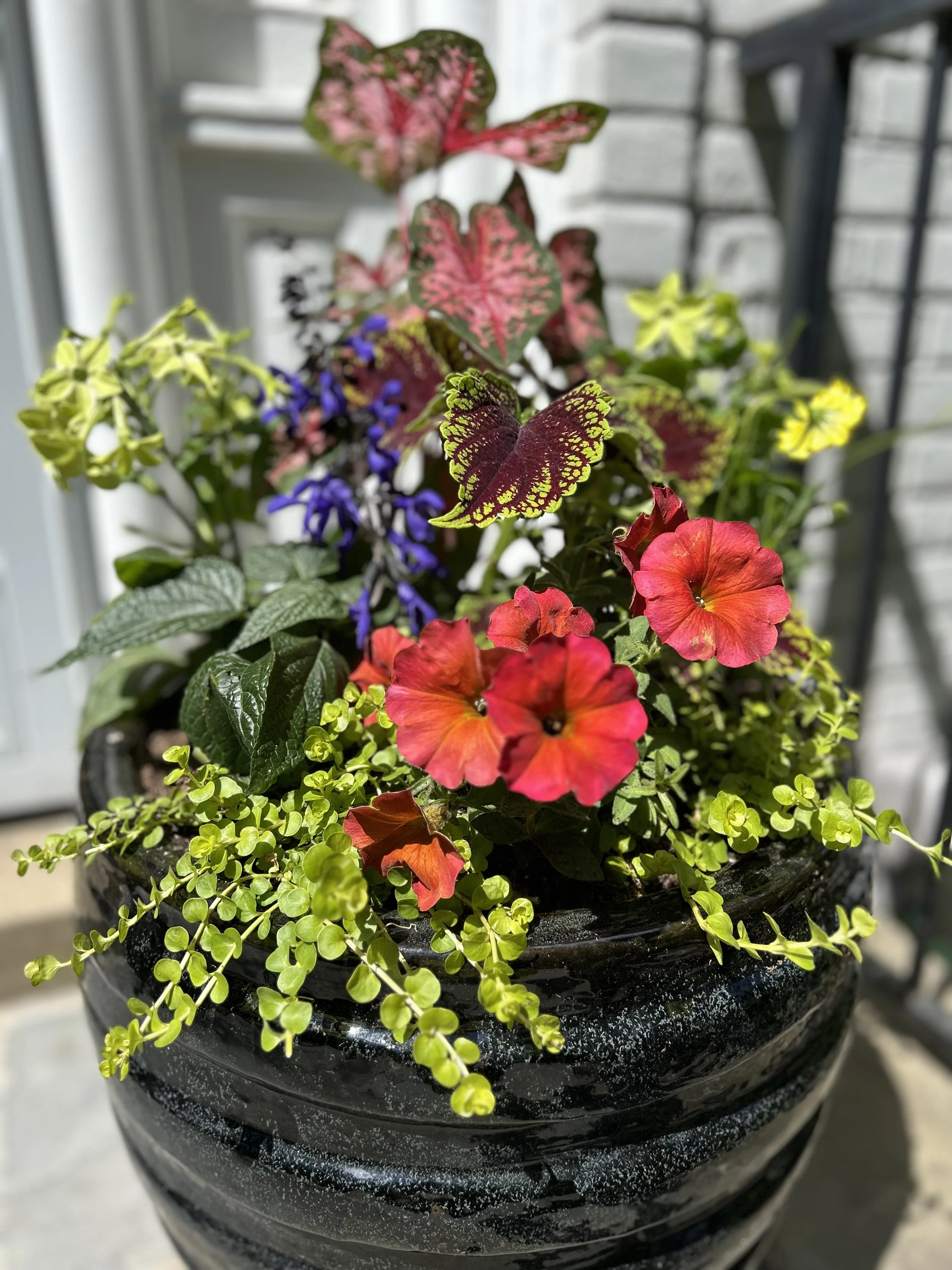 IMG_4022.jpeg