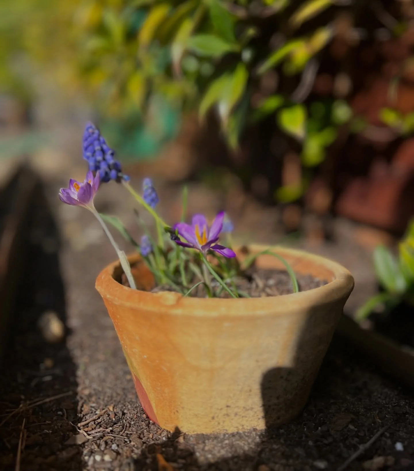 Maybe spring? 
.
.
.
#sun  #spring #springflowers #flowers #landes