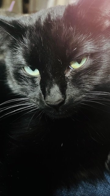 Close-up of a black cat with piercing green eyes.