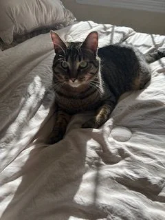 A tabby cat lying on a bed with white sheets, looking at the camera.