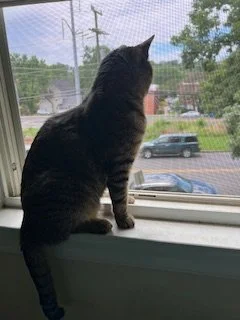 Black cat sitting on a window sill looking outside at parked cars and trees.