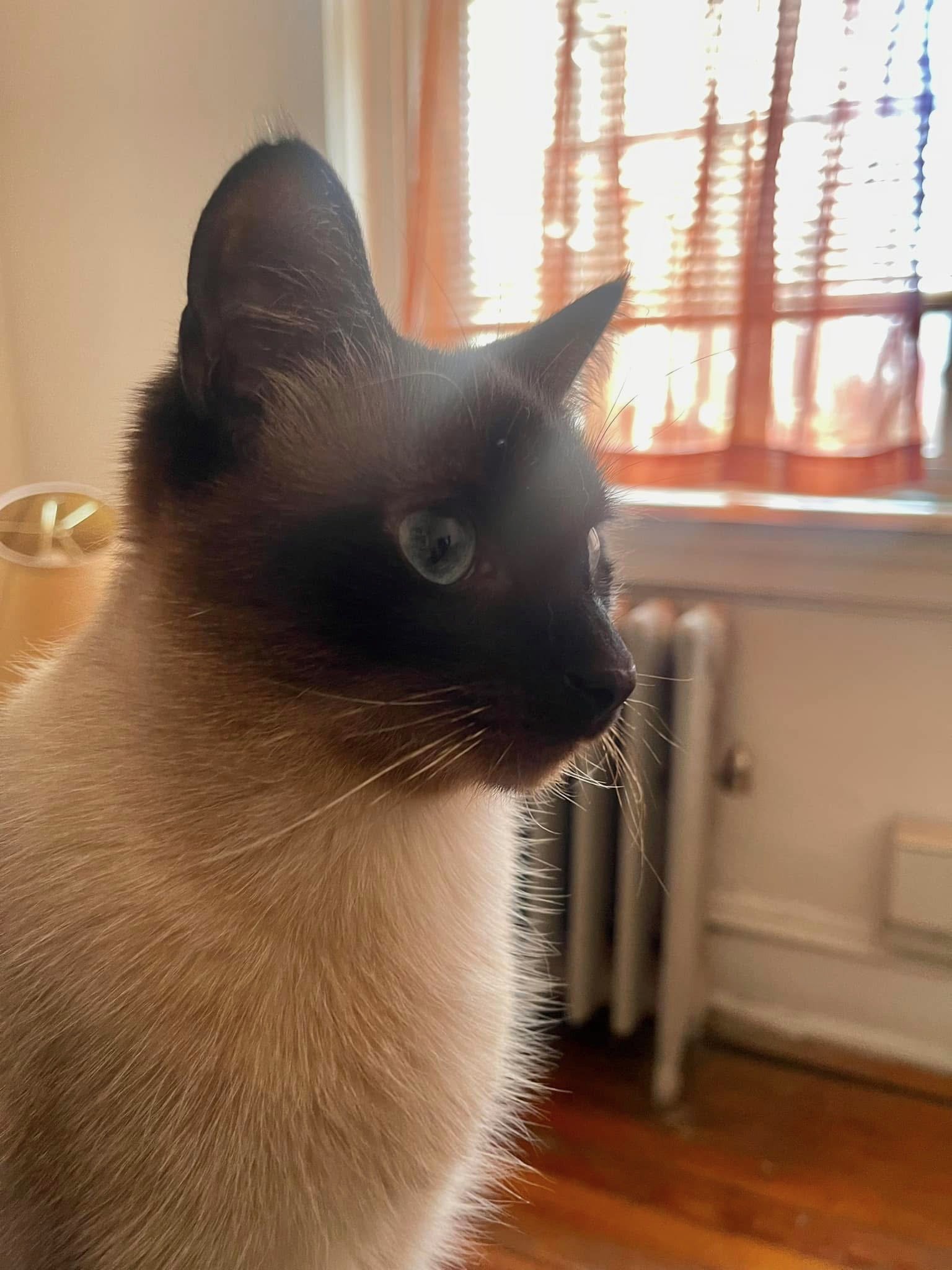 Close-up of a Siamese cat with dark face, ears, paws, and a cream-colored body, sitting indoors near a window with orange curtains.