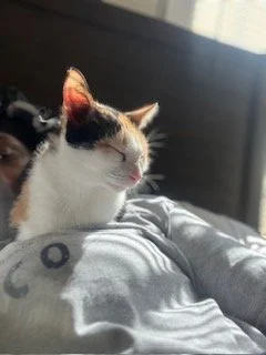 A calico cat with closed eyes relaxing on a person's chest