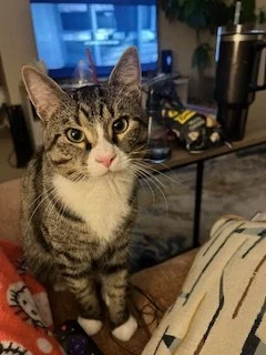 A tabby cat with white paws and chest sitting on a wooden surface inside a cozy room.