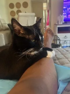 Close-up of a black and white cat resting its paw on a person's leg in a living room with a TV and other furniture in the background.